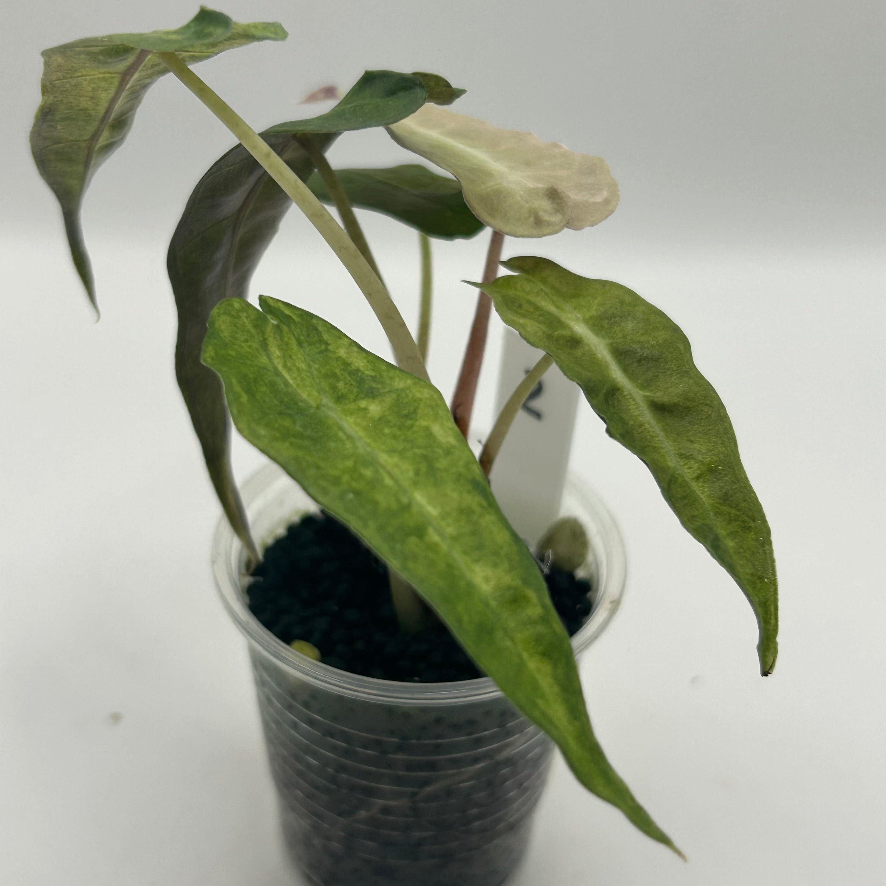 Alocasia Polly aurea splash