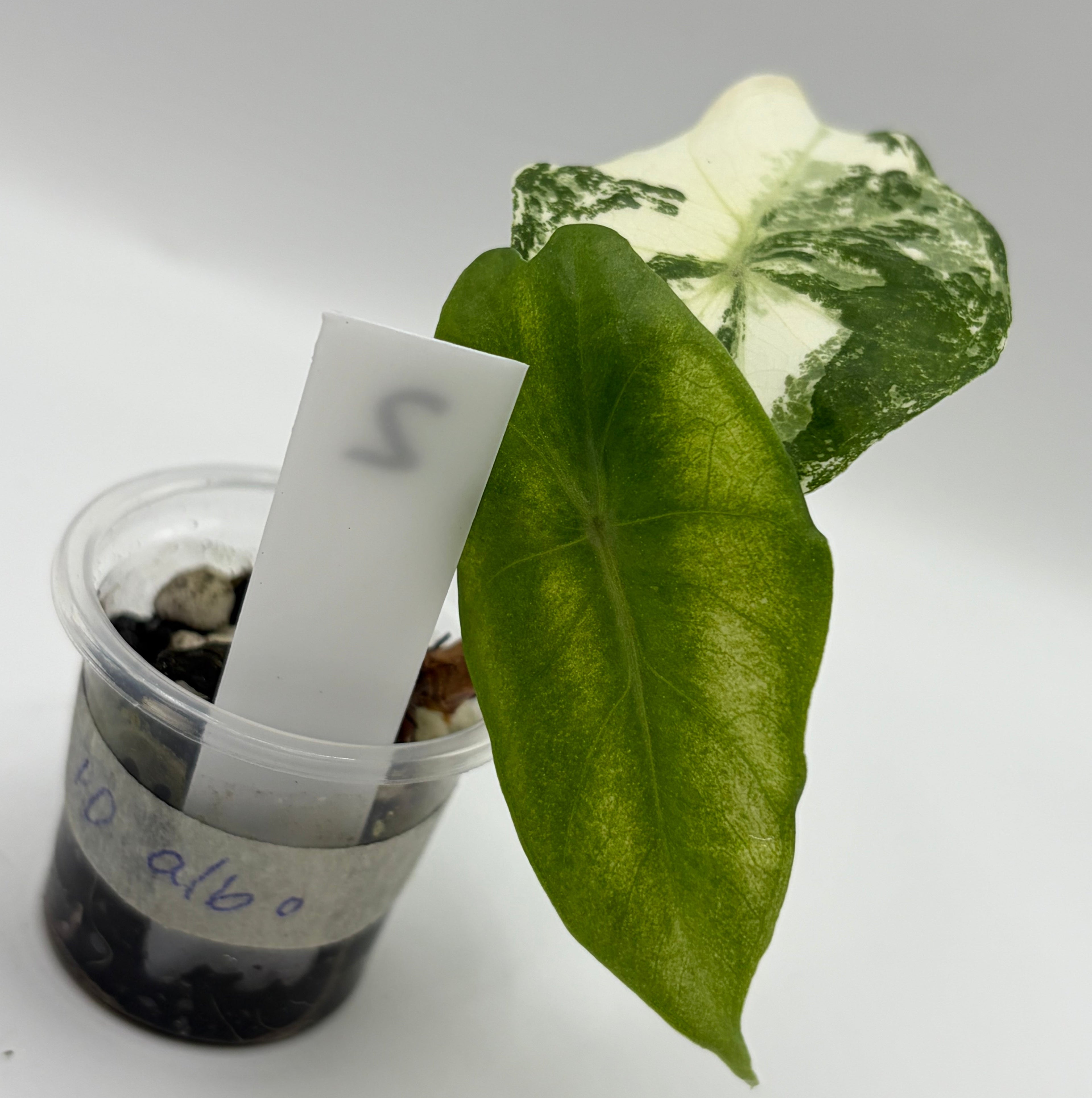 Alocasia Pink dragon albo #2