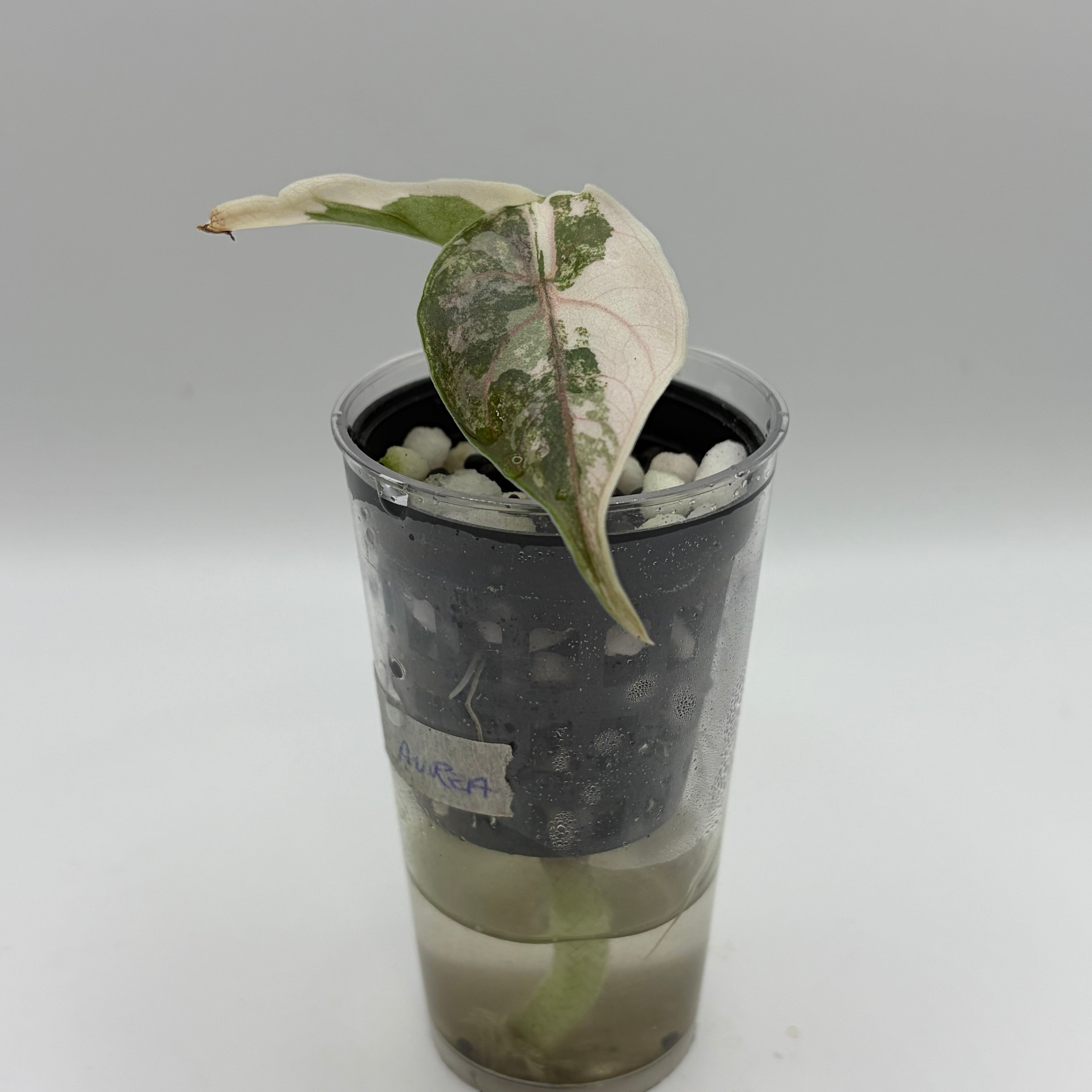 Alocasia Azlanii aurea