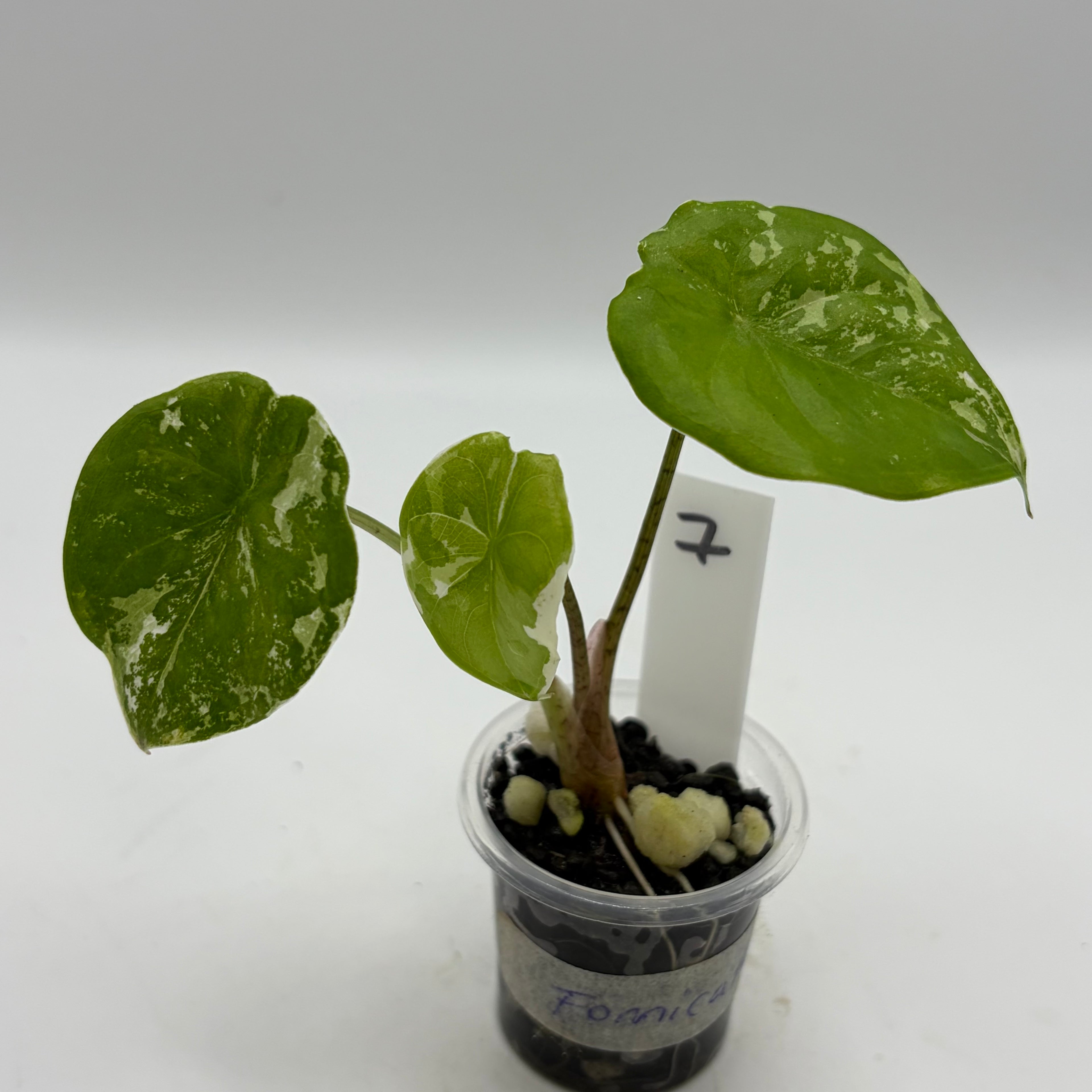 Alocasia Fornicata mint