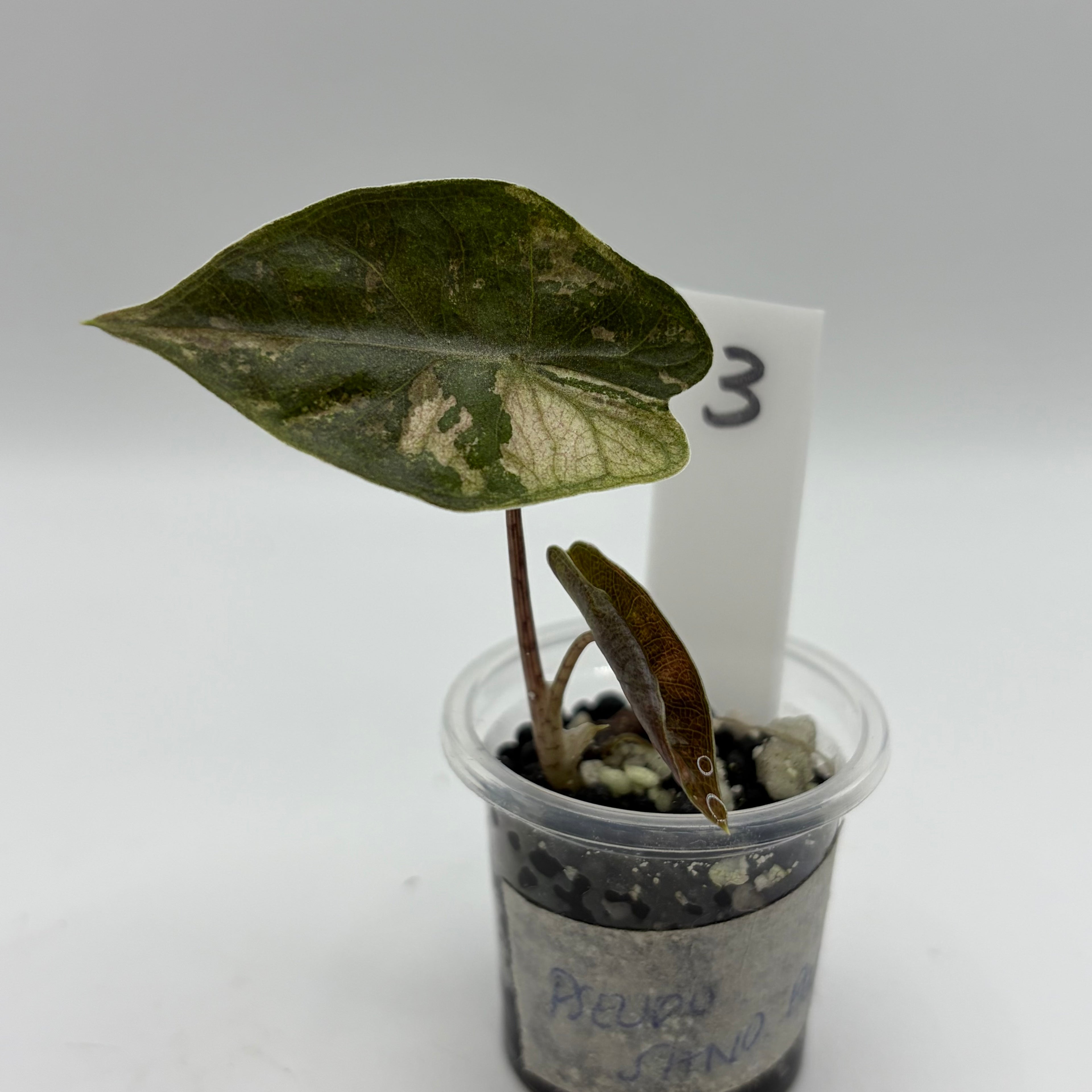 Alocasia Pseudo sanderiana pink #3