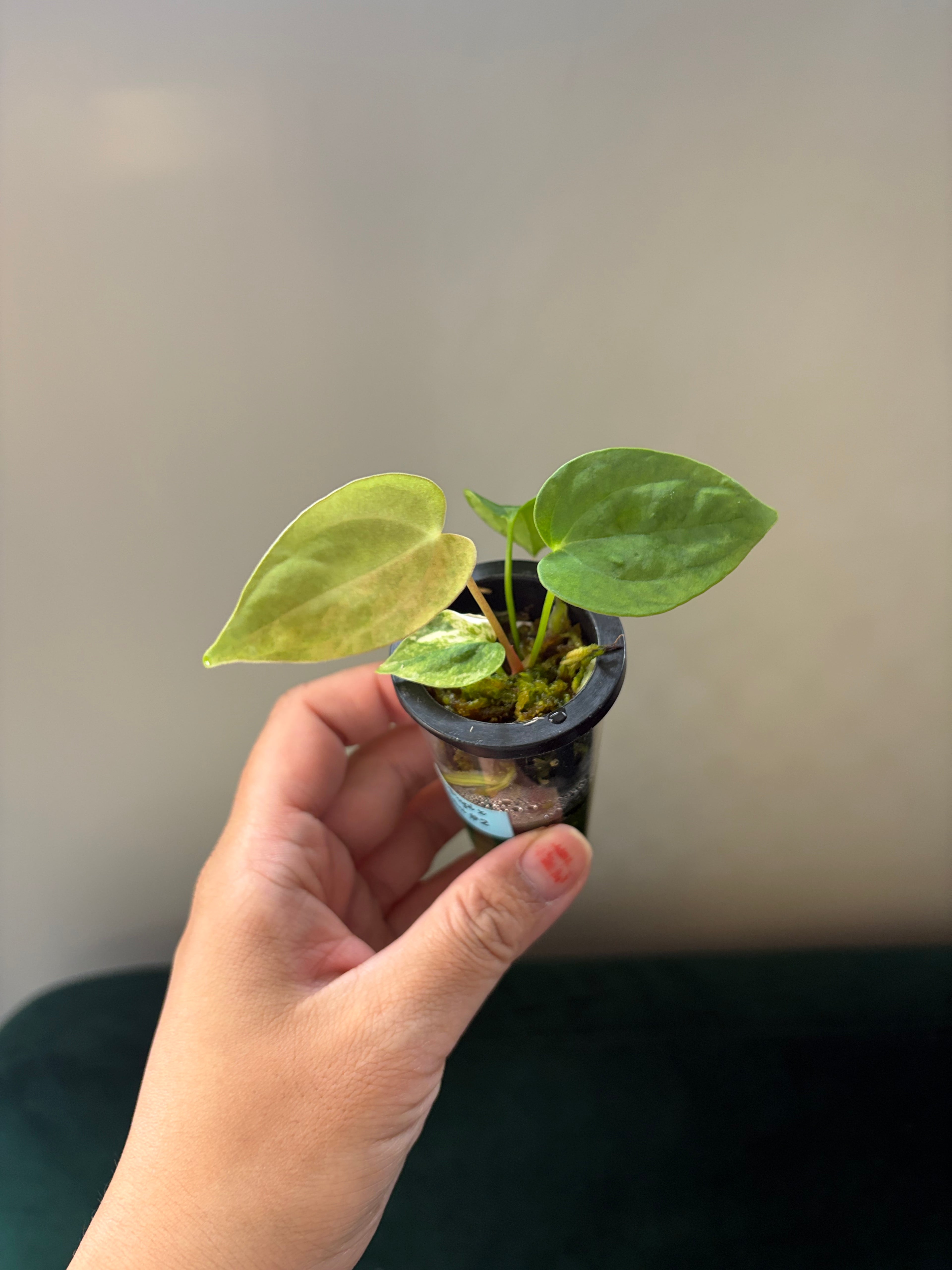 Anthurium Papillilaminum x Green mamba variegata #2