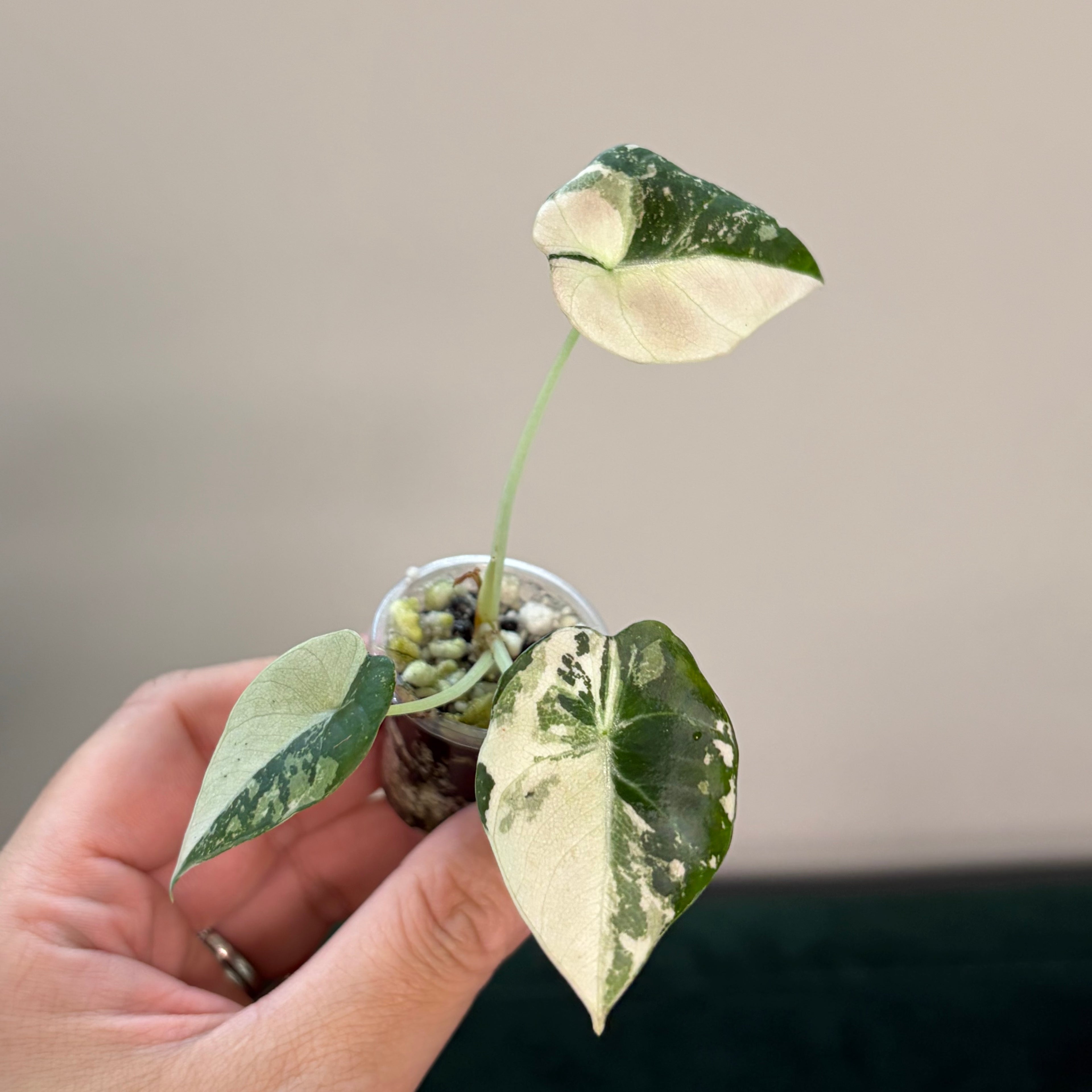 Alocasia Black velvet pink