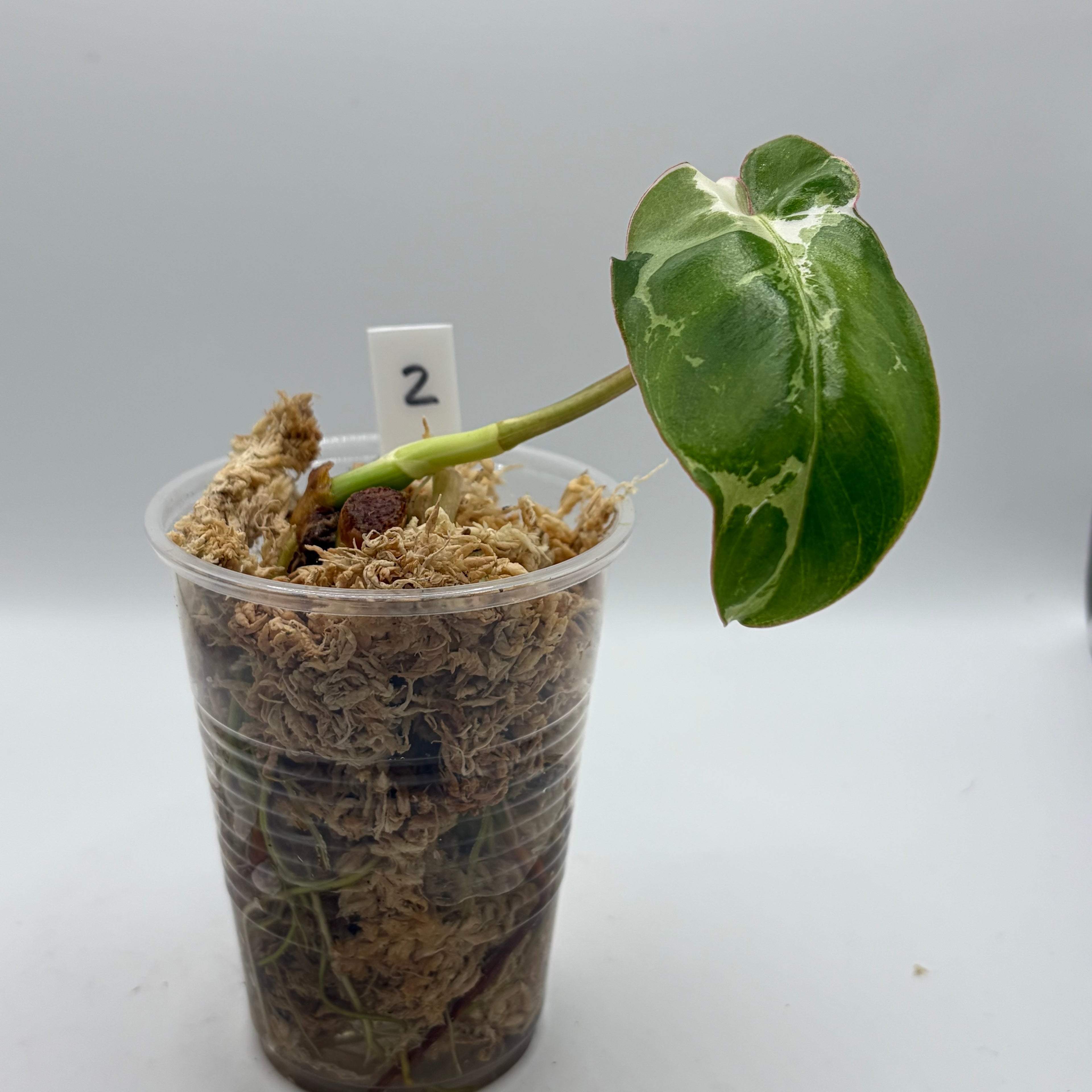 Philodendron Paraiso Verde albo #2