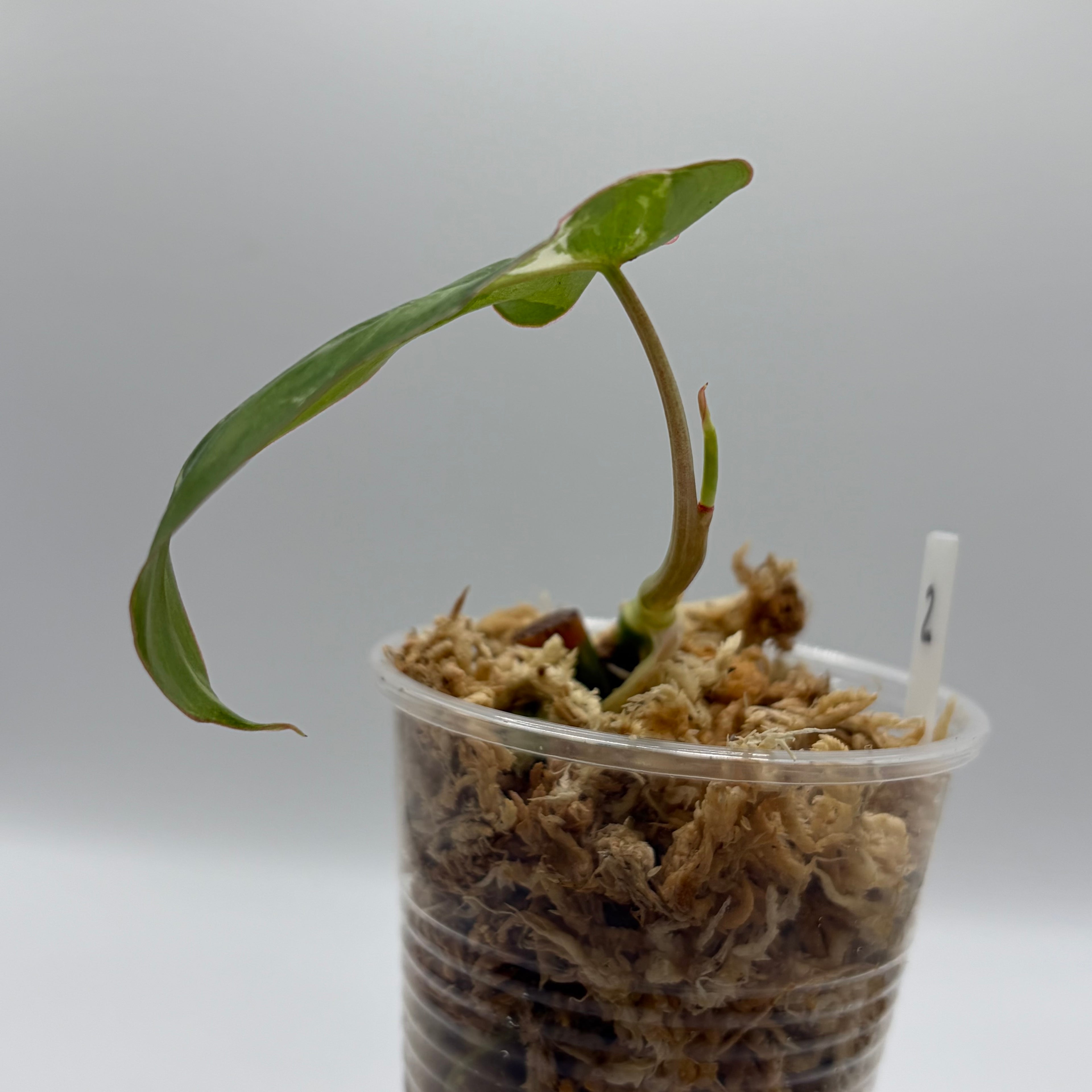 Philodendron Paraiso Verde albo #2