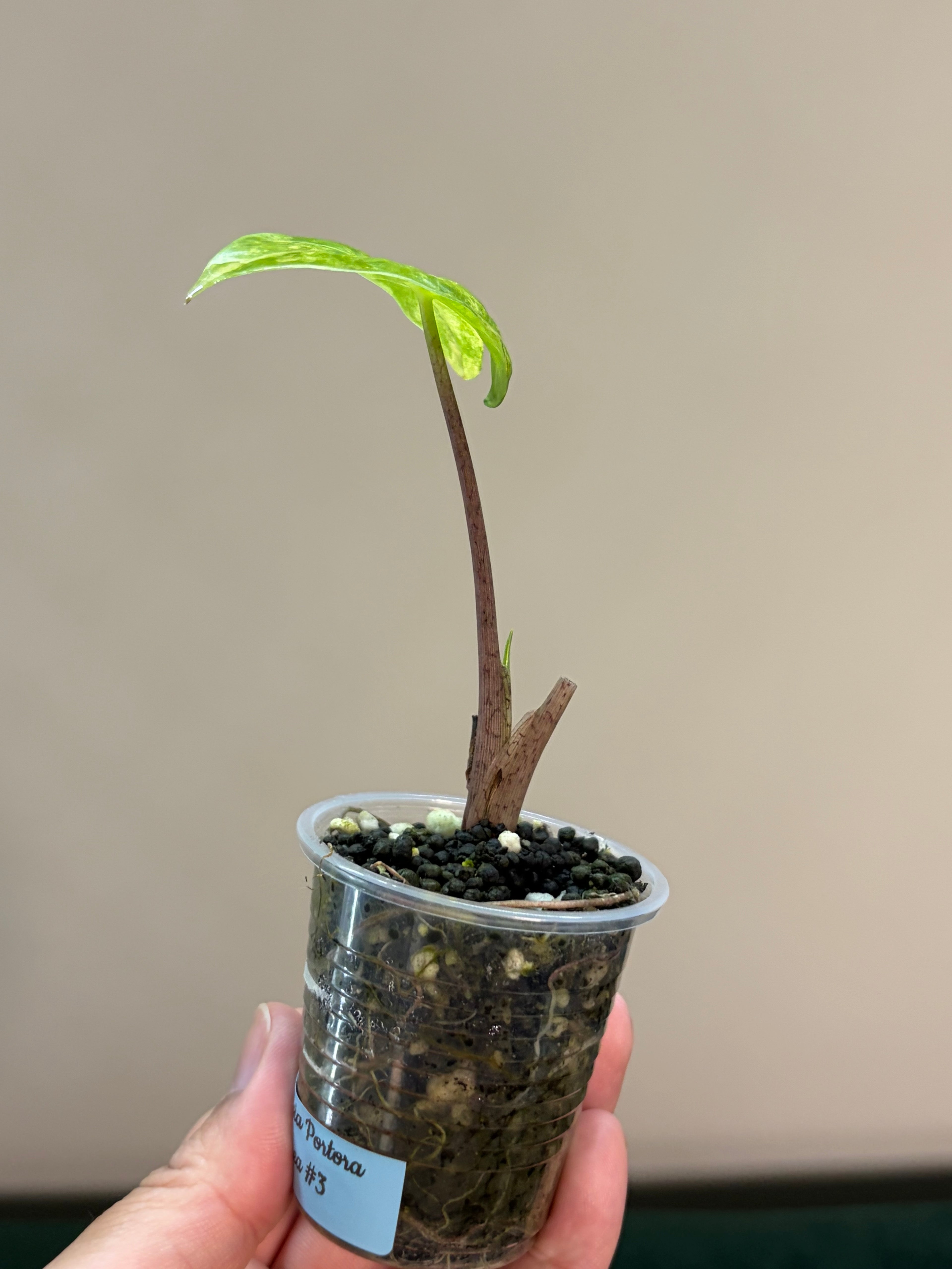 Alocasia Portora aurea #3