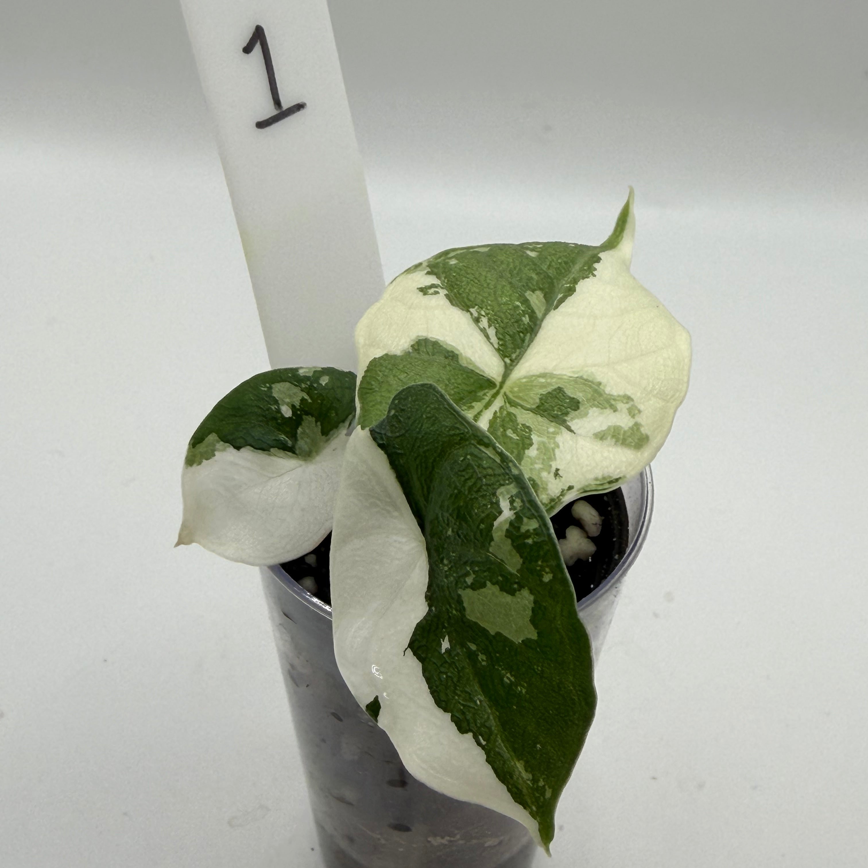 Alocasia Melo albo #1