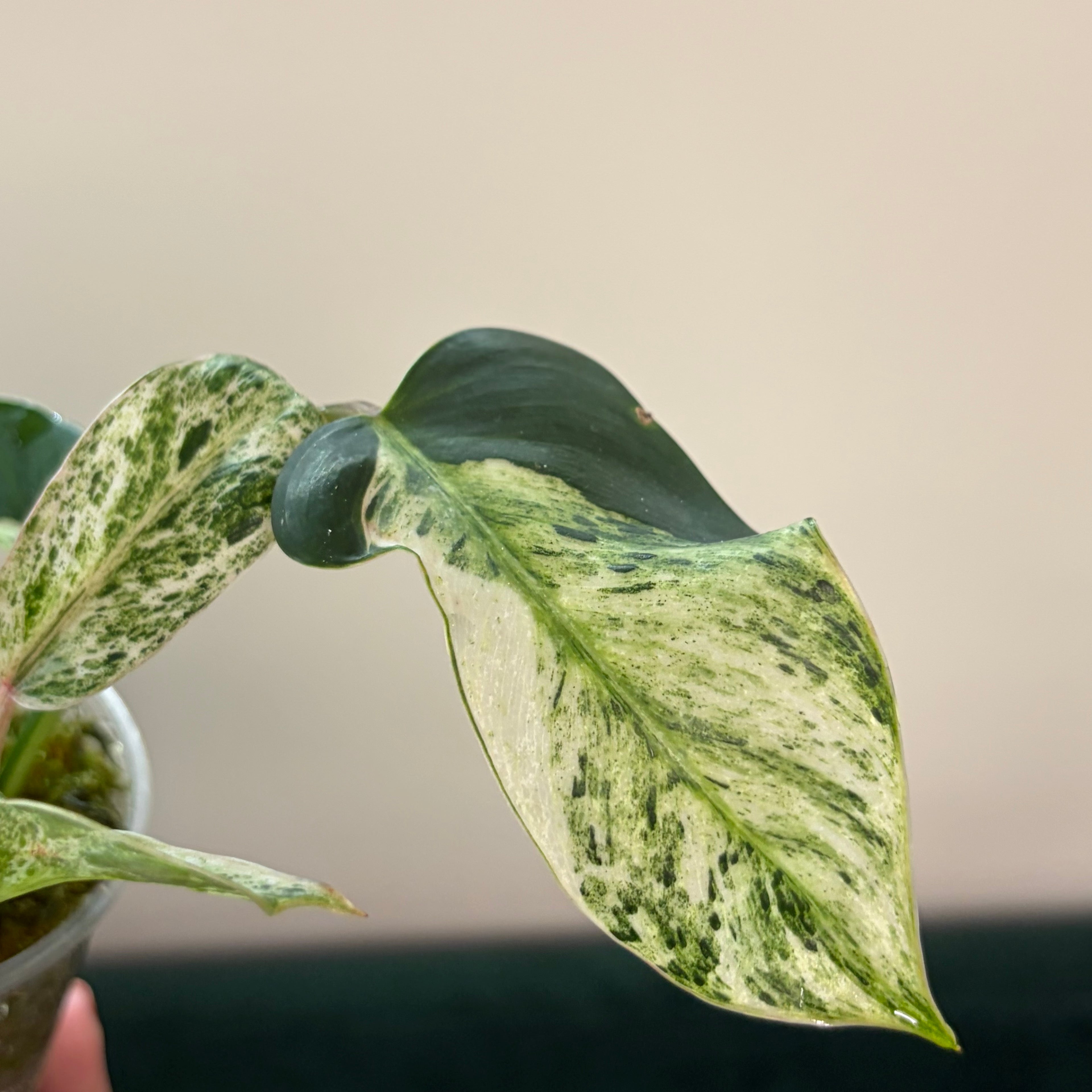 Philodendron Emerald Ice (LF)