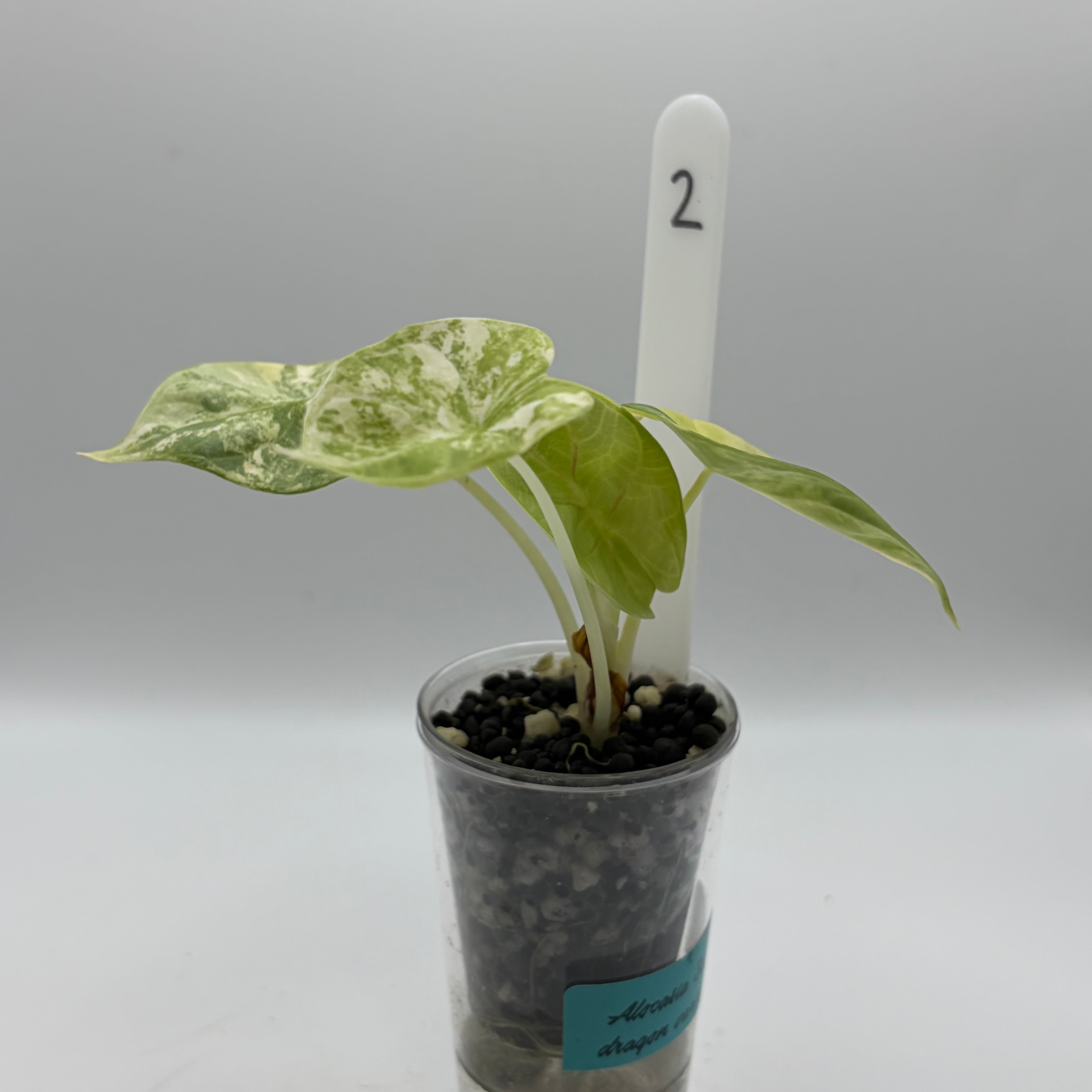 Alocasia Silver dragon aurea