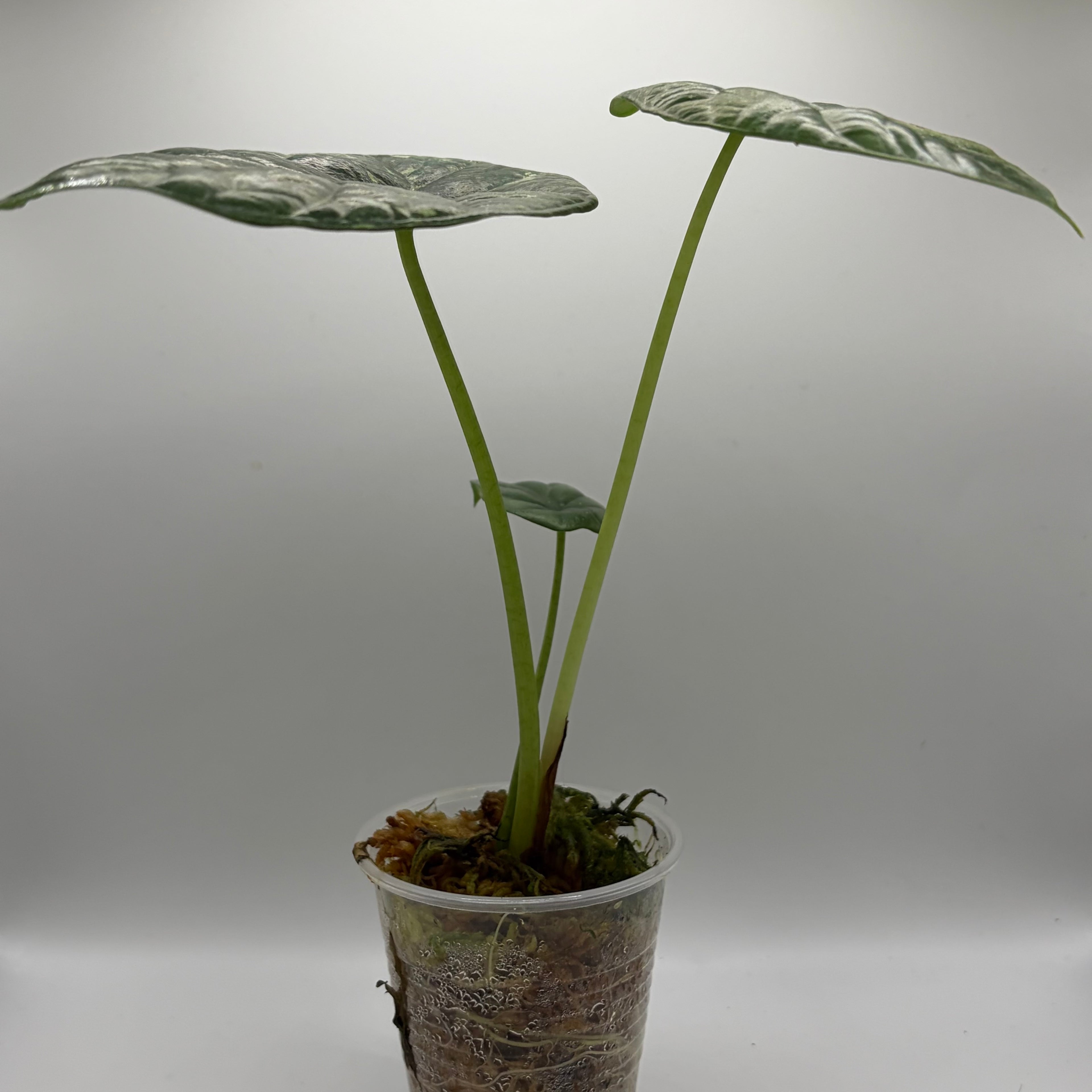 Alocasia Sinuata albo