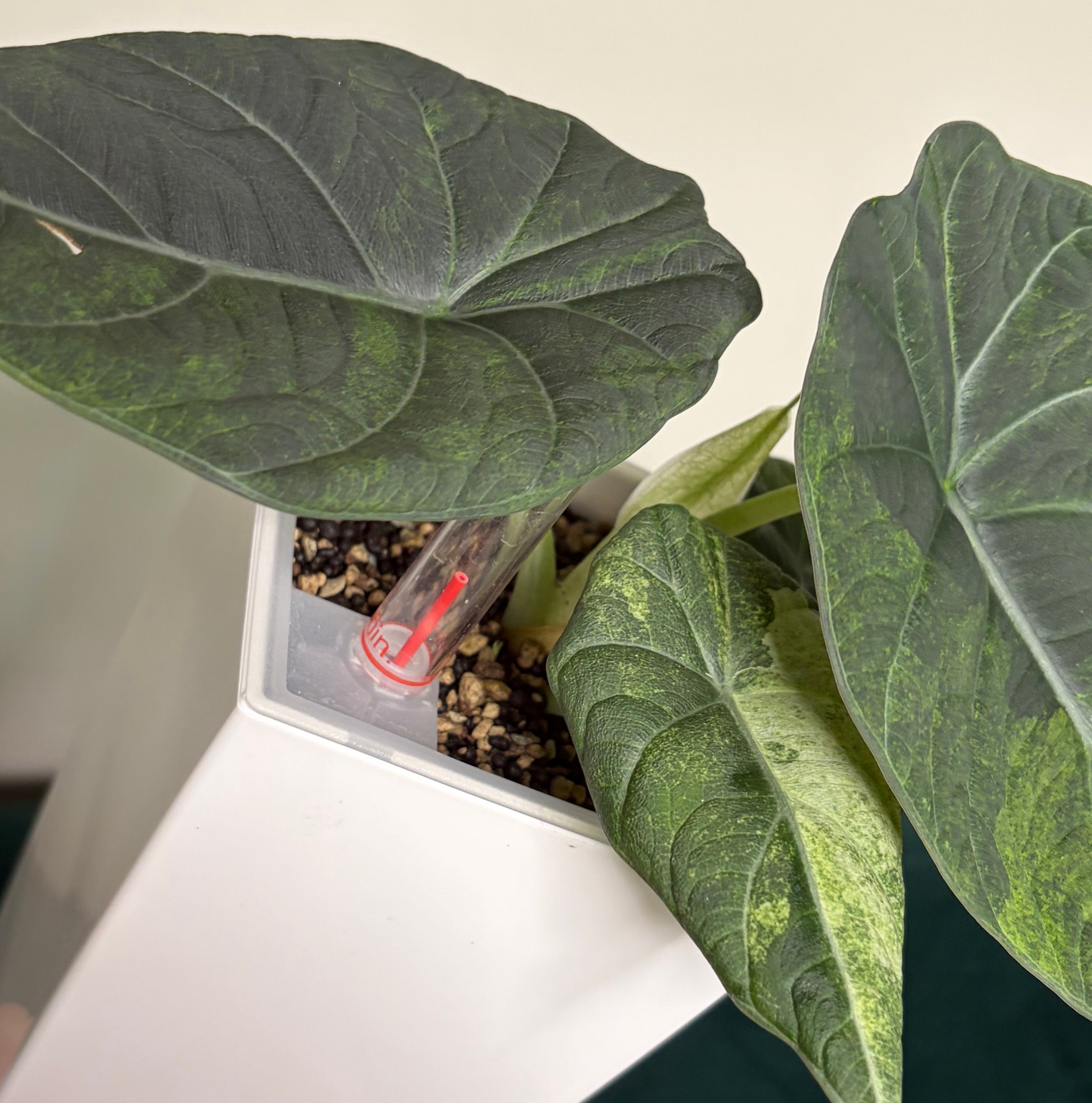 Alocasia Maharani gold (corm)