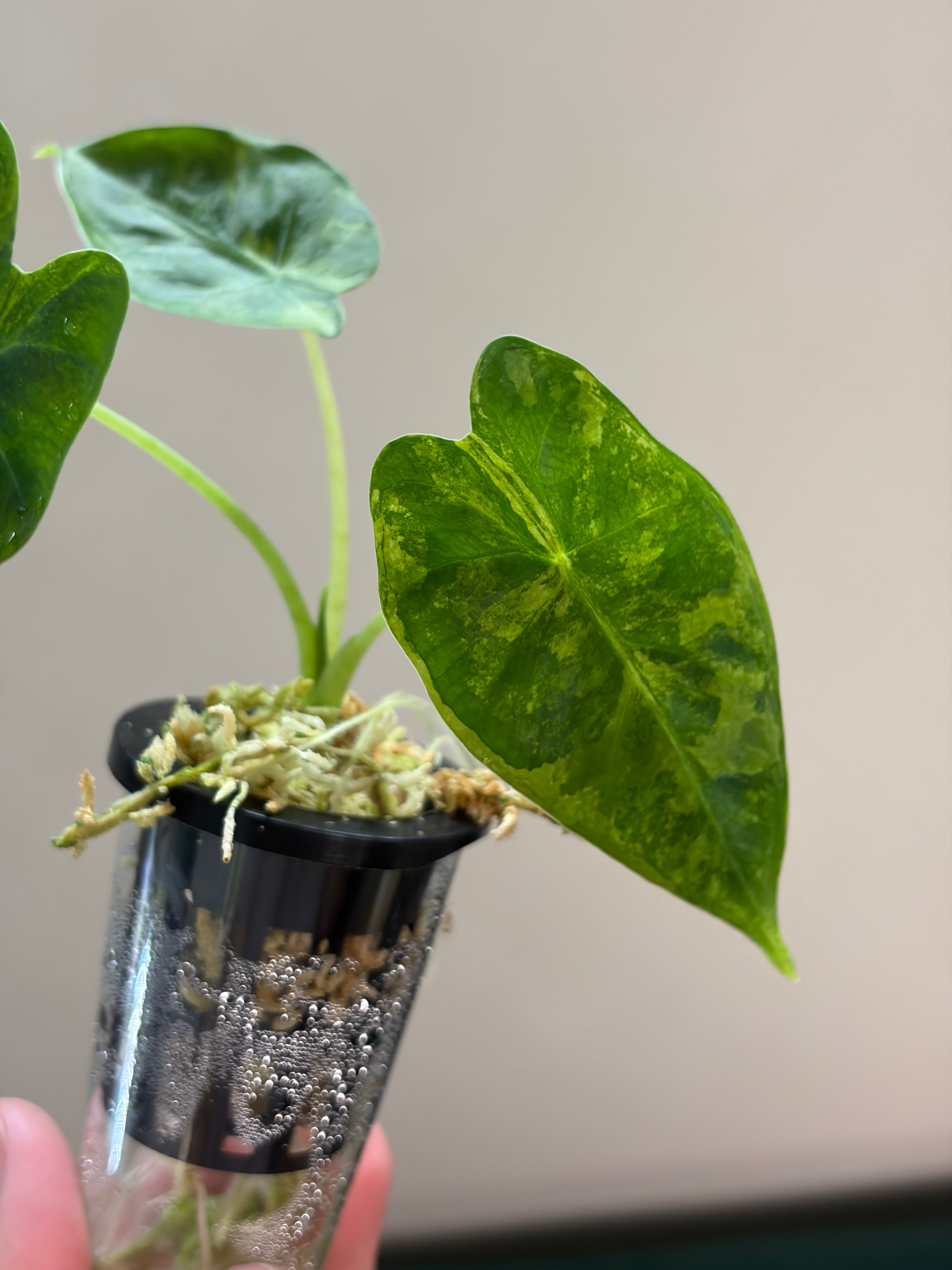 Alocasia Frydek Gog #1