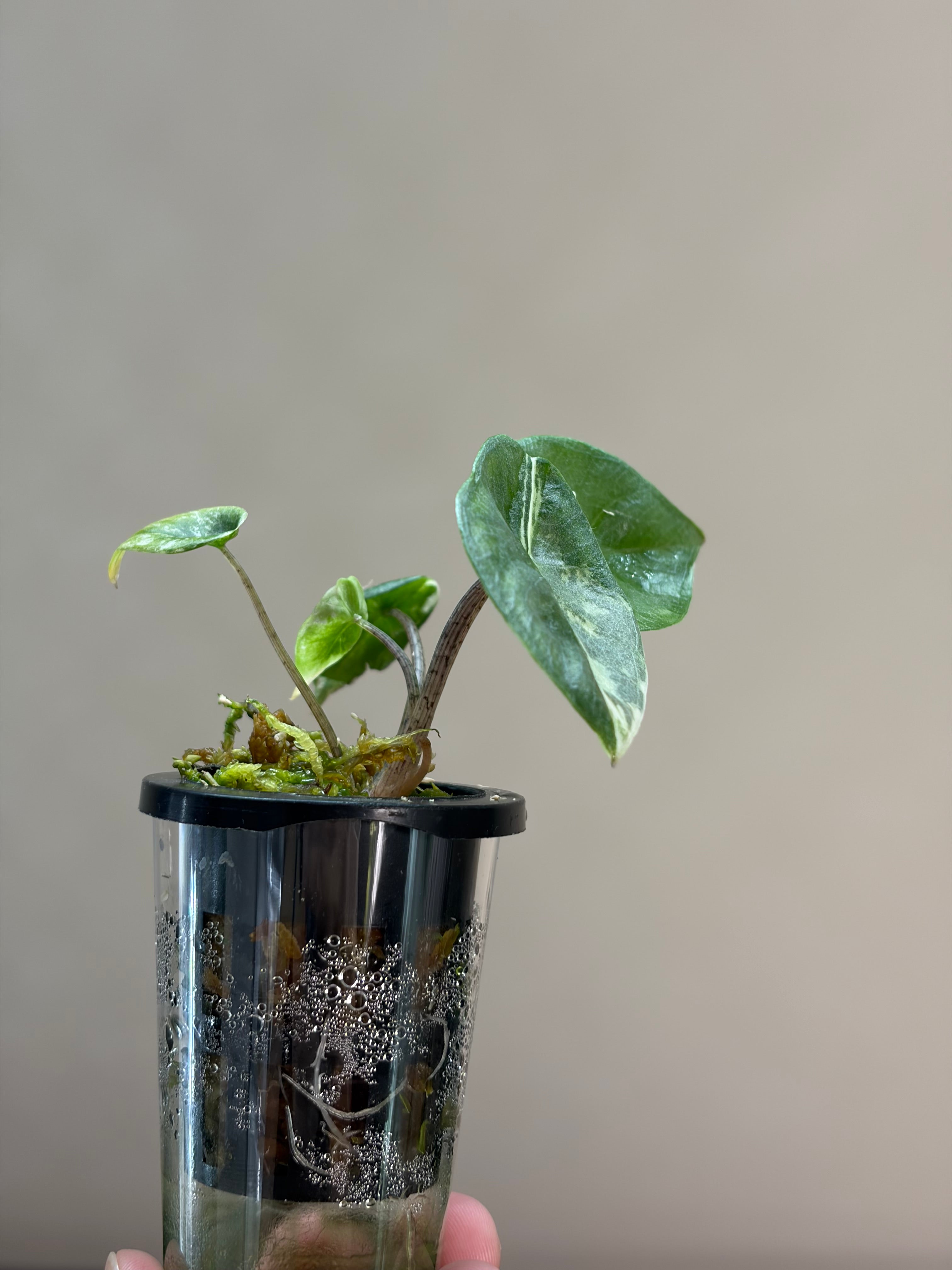 Alocasia ’Heterophylla’ Metallic albo #1