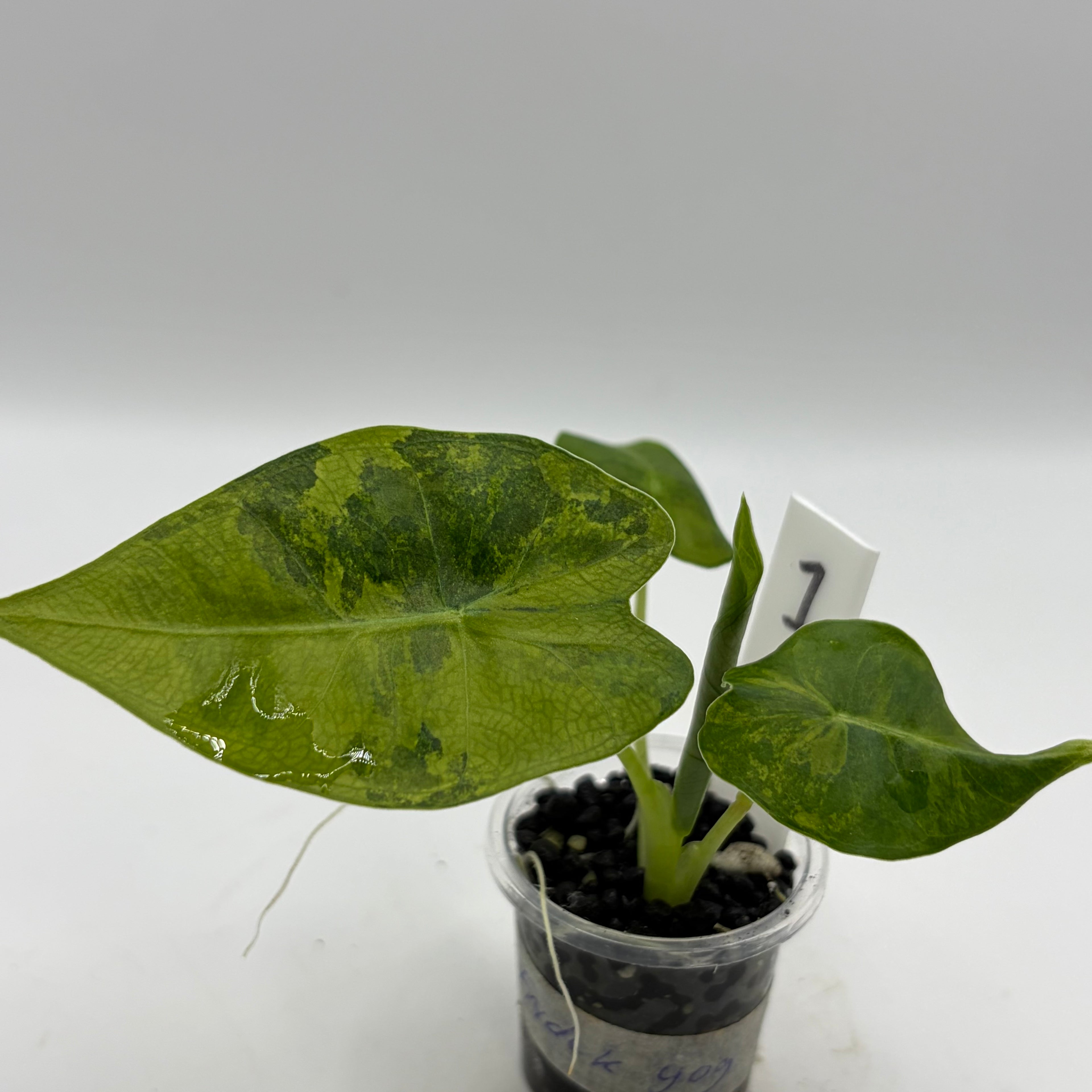 Alocasia Frydek Gog #1