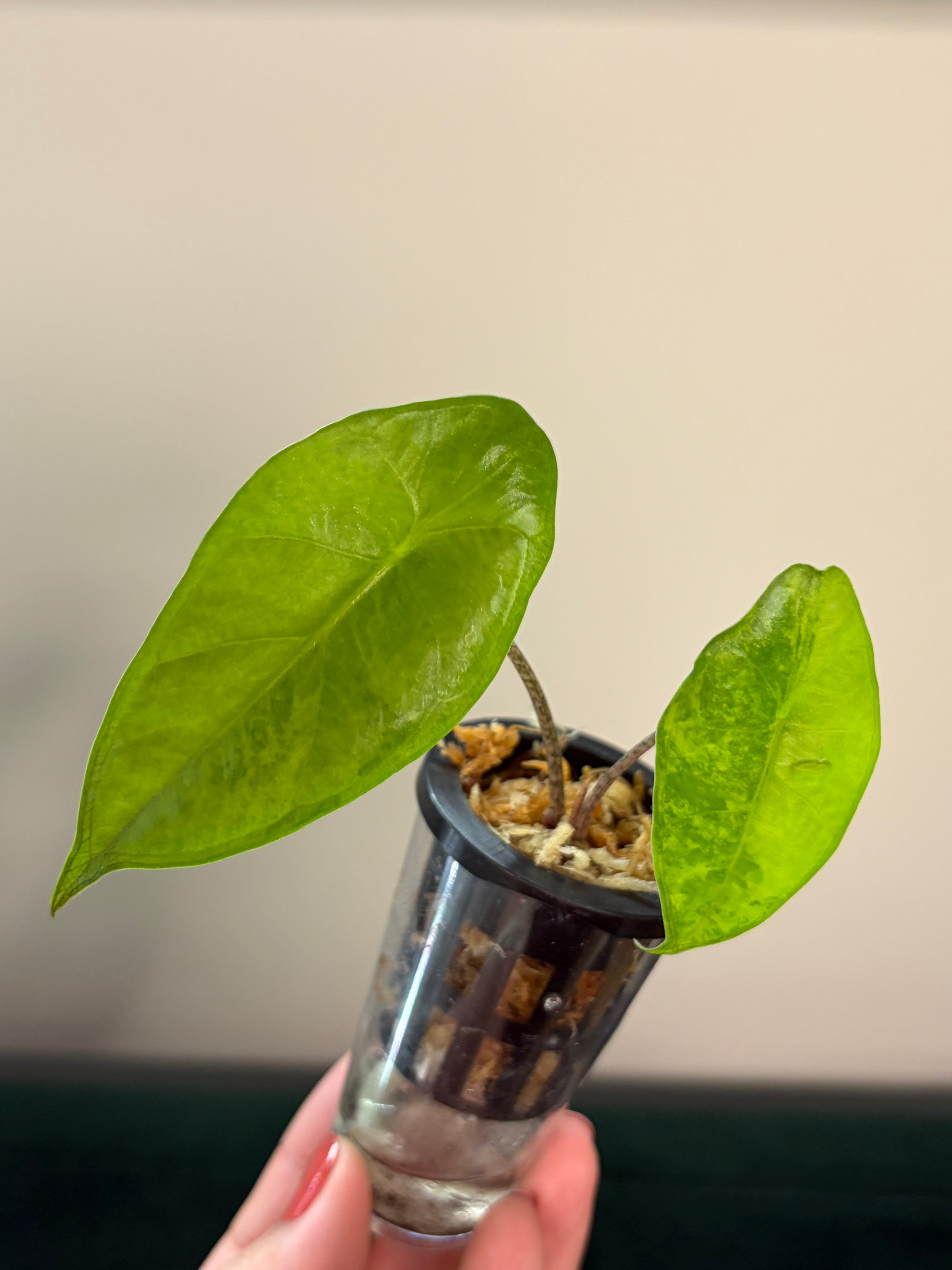 Alocasia Flemingiana variegata #2