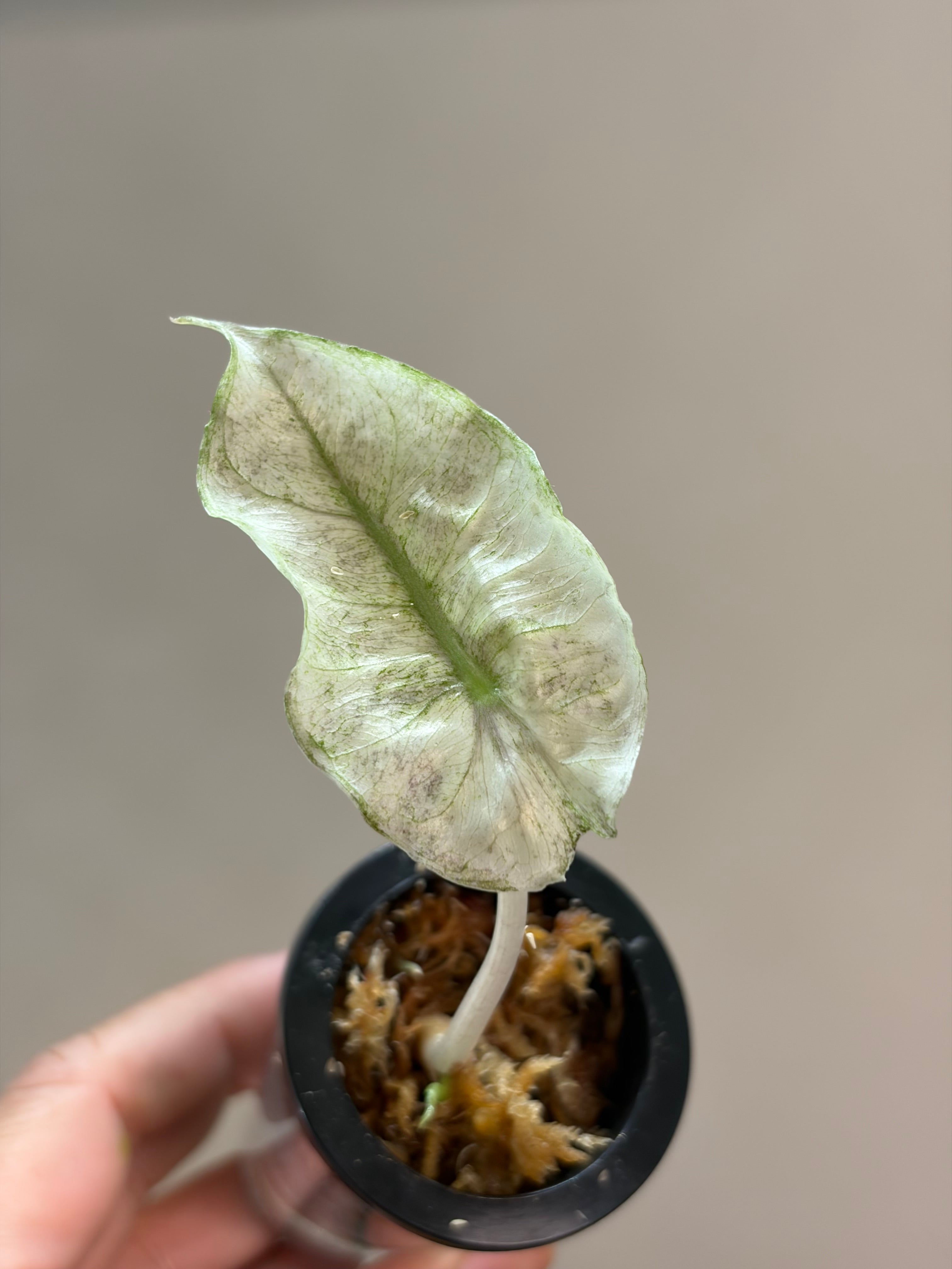 Alocasia Pink dragon galaxy #2