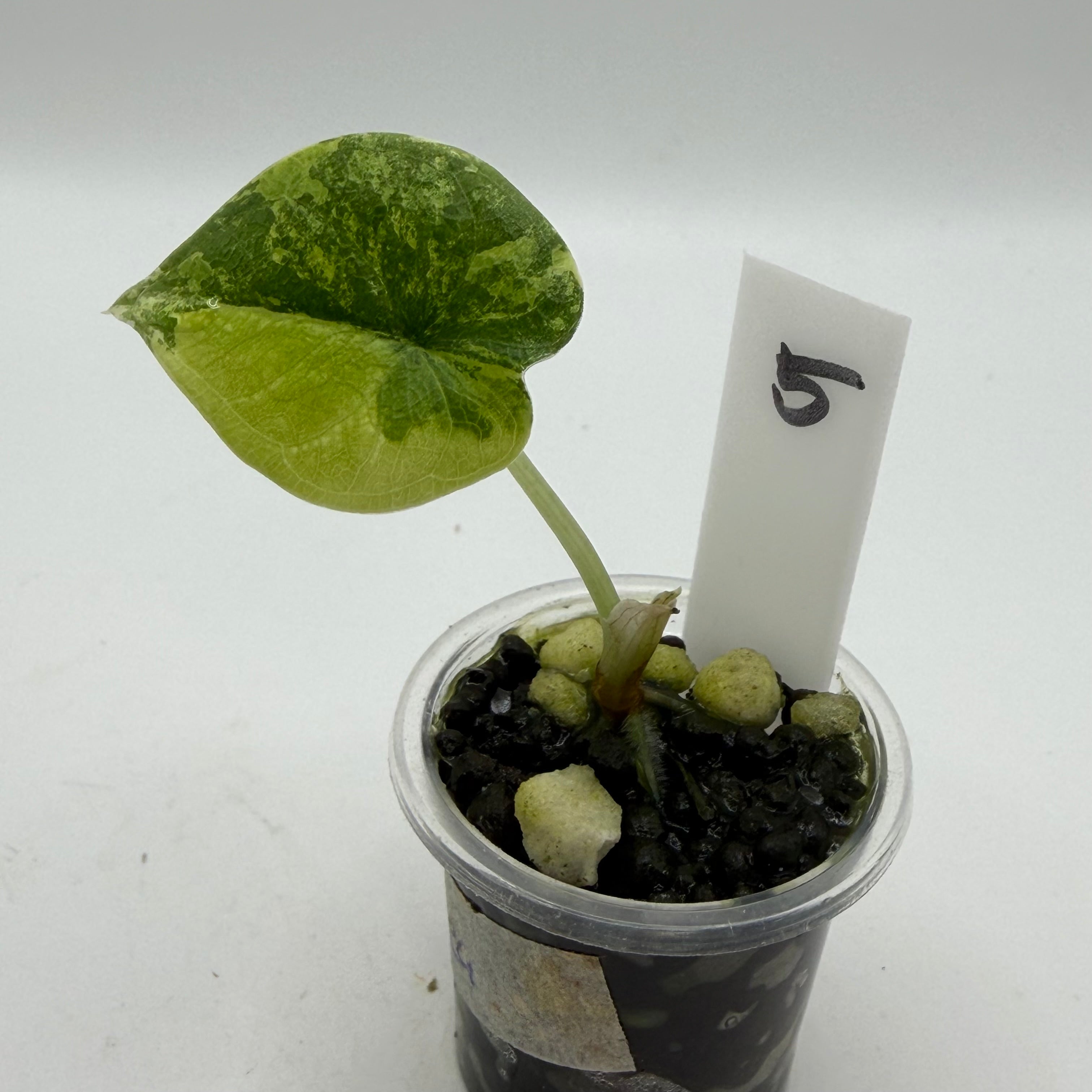 Alocasia Melo golden #5