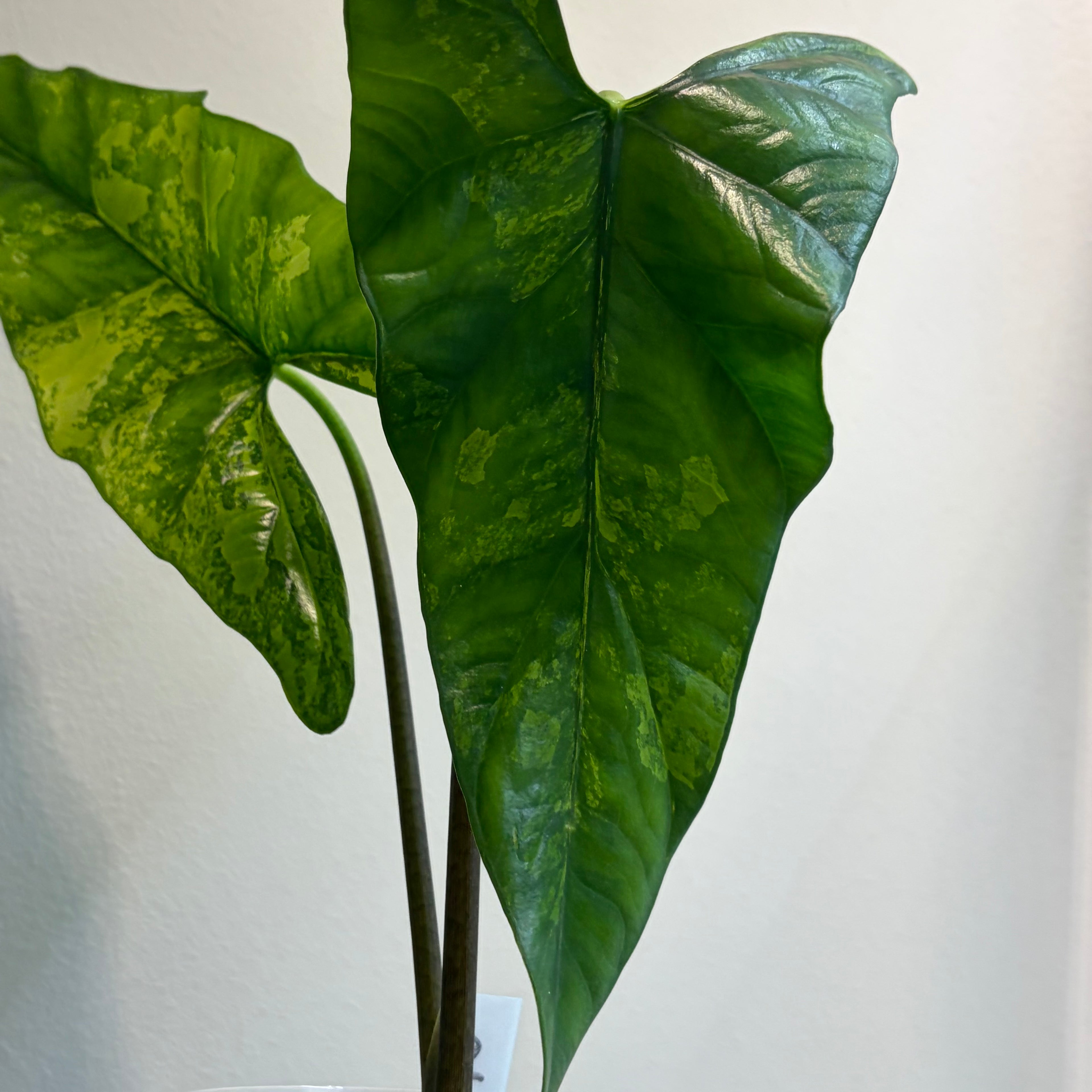 Alocasia Simpo aurea