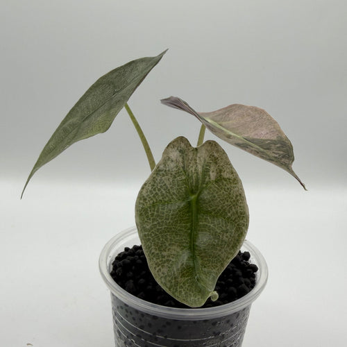 Alocasia Amazonica pink