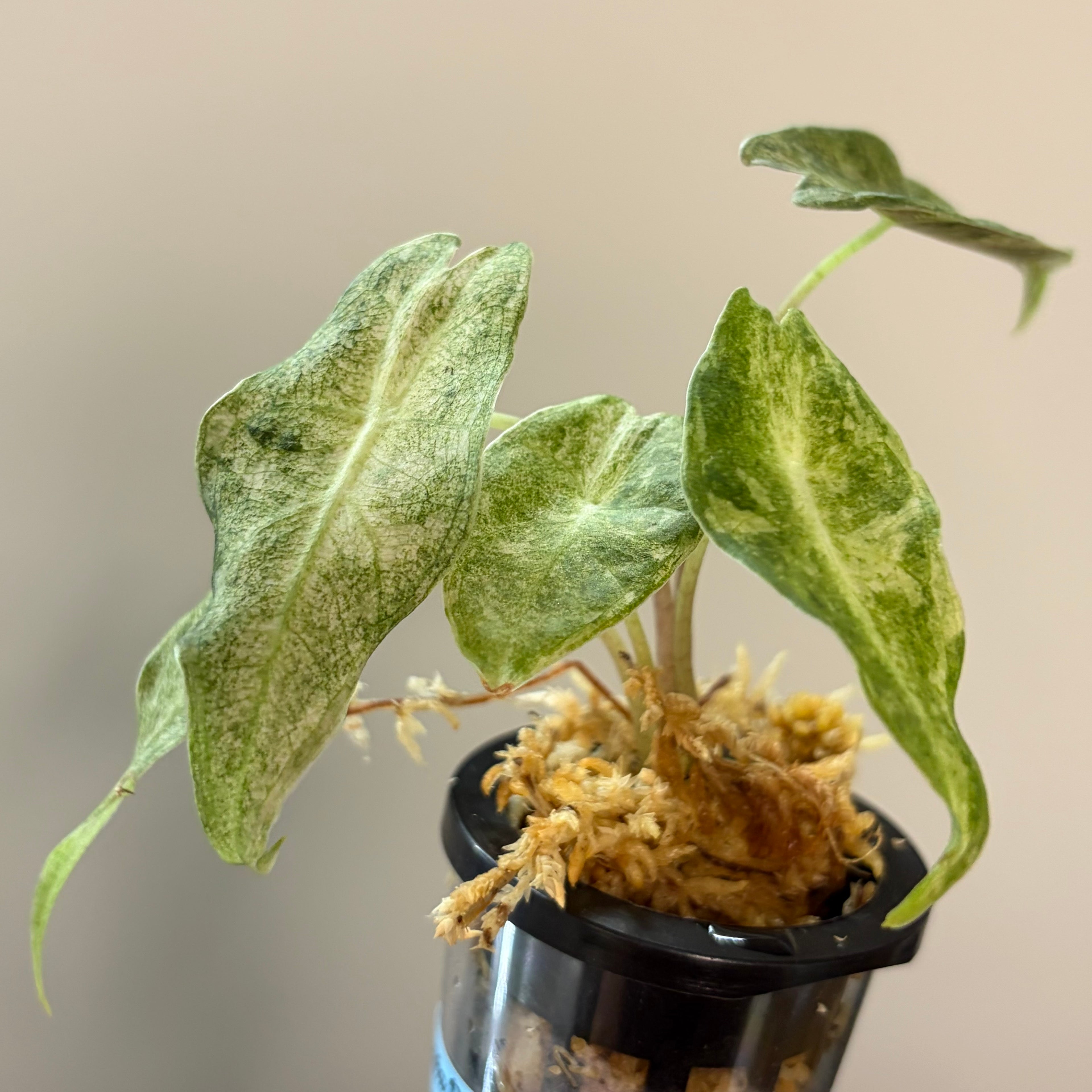 Alocasia Black Satun stardust #4