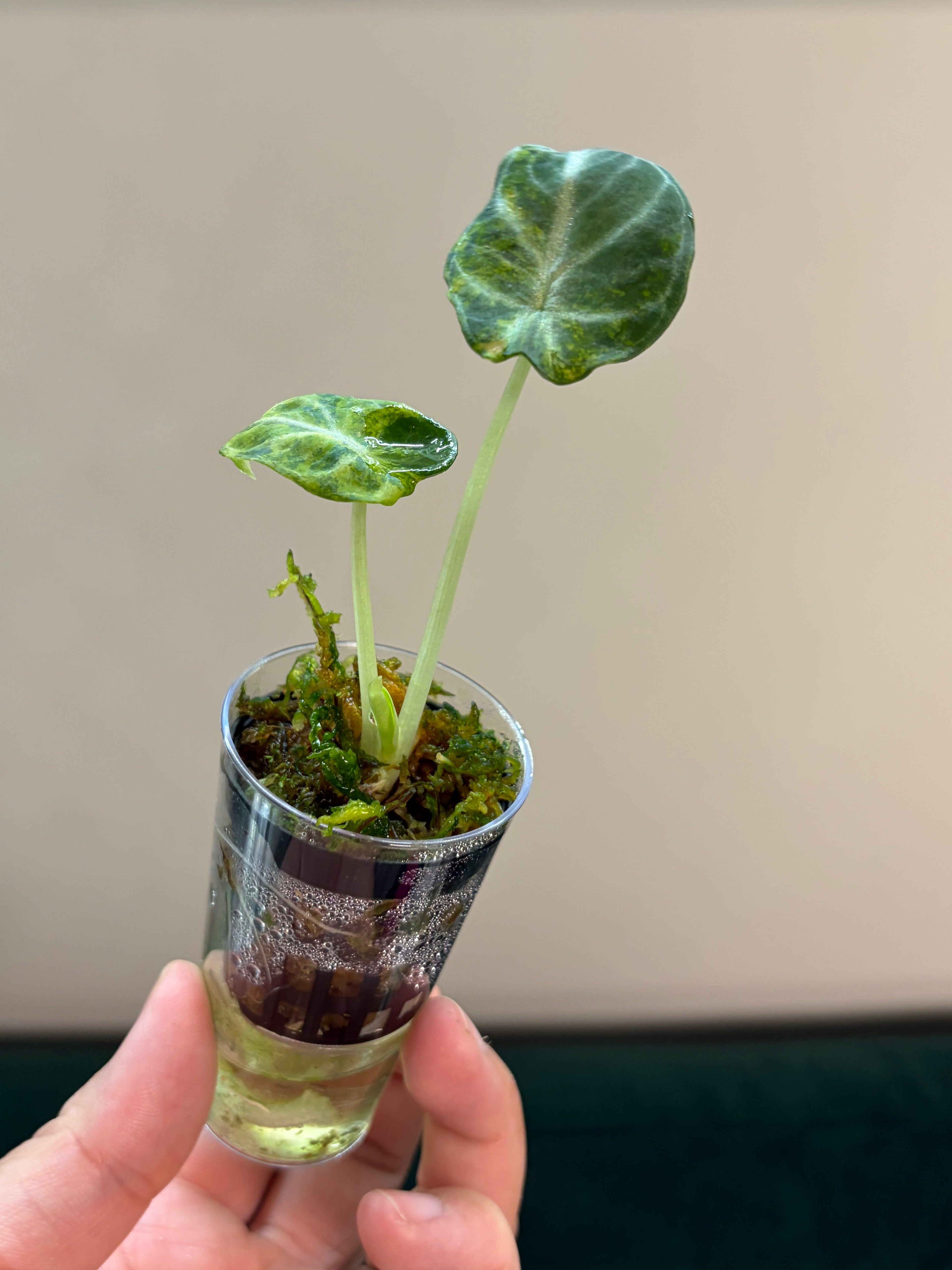Alocasia Ninja aurea