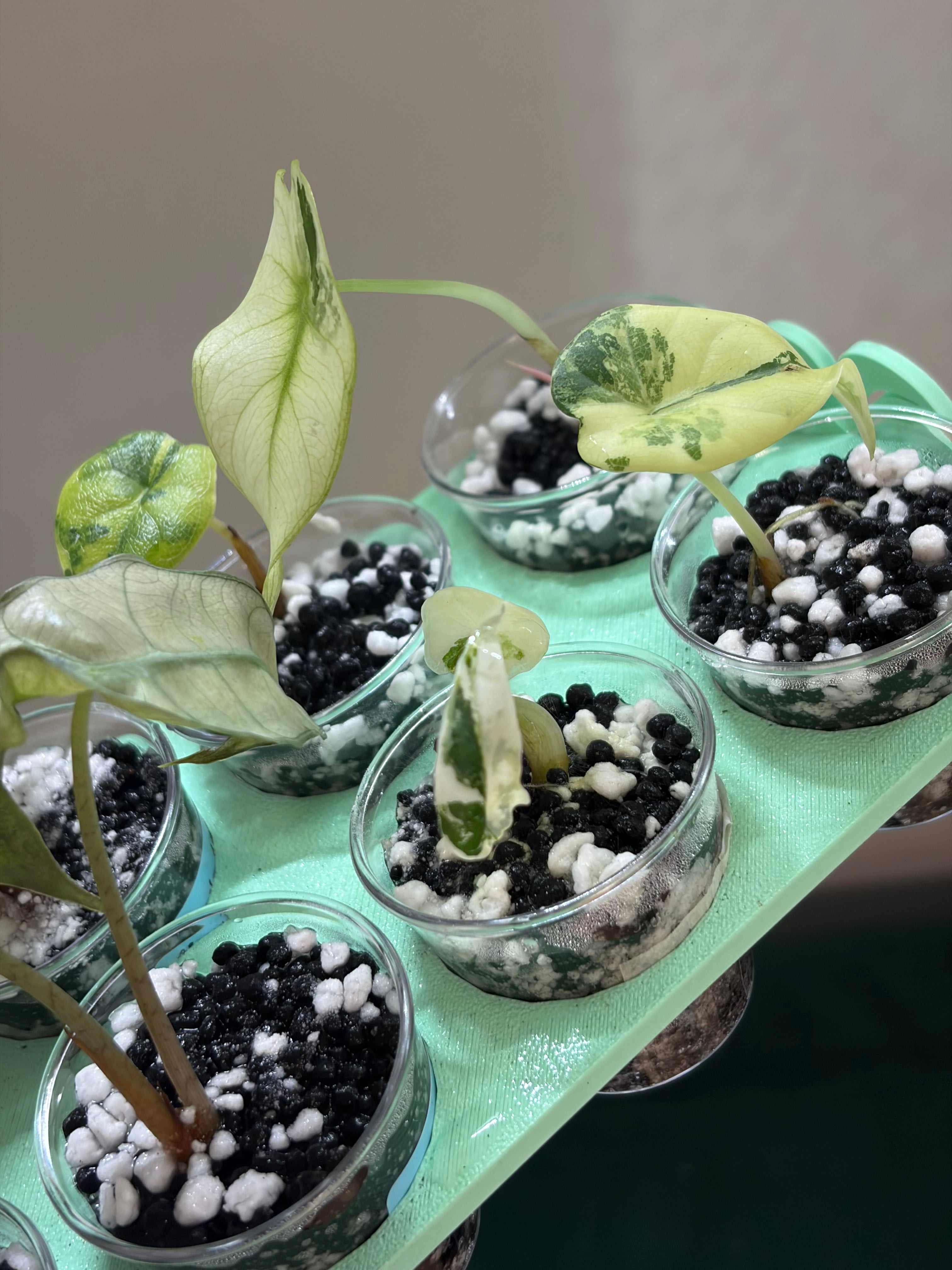 Tray sale