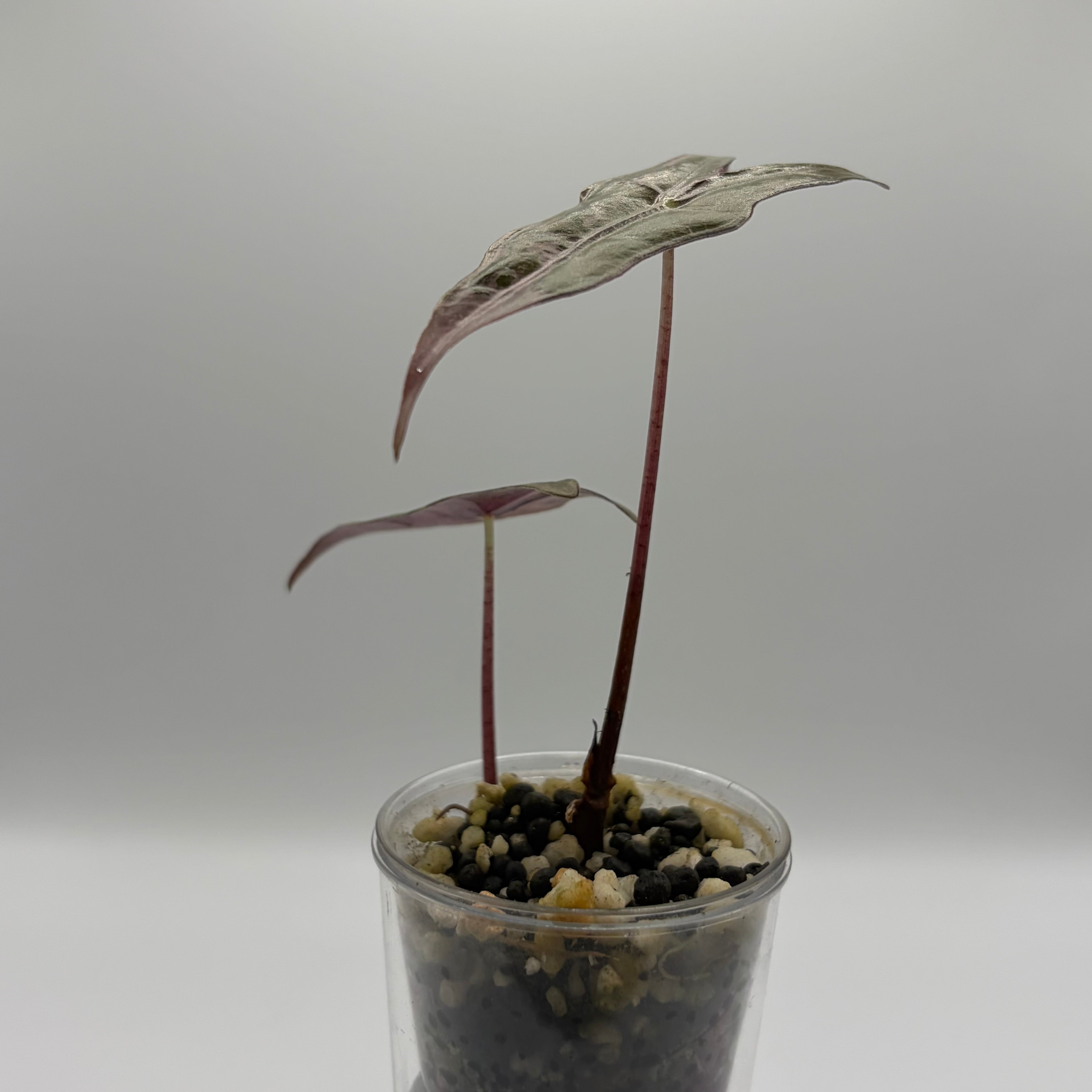 Alocasia Nobilis pink