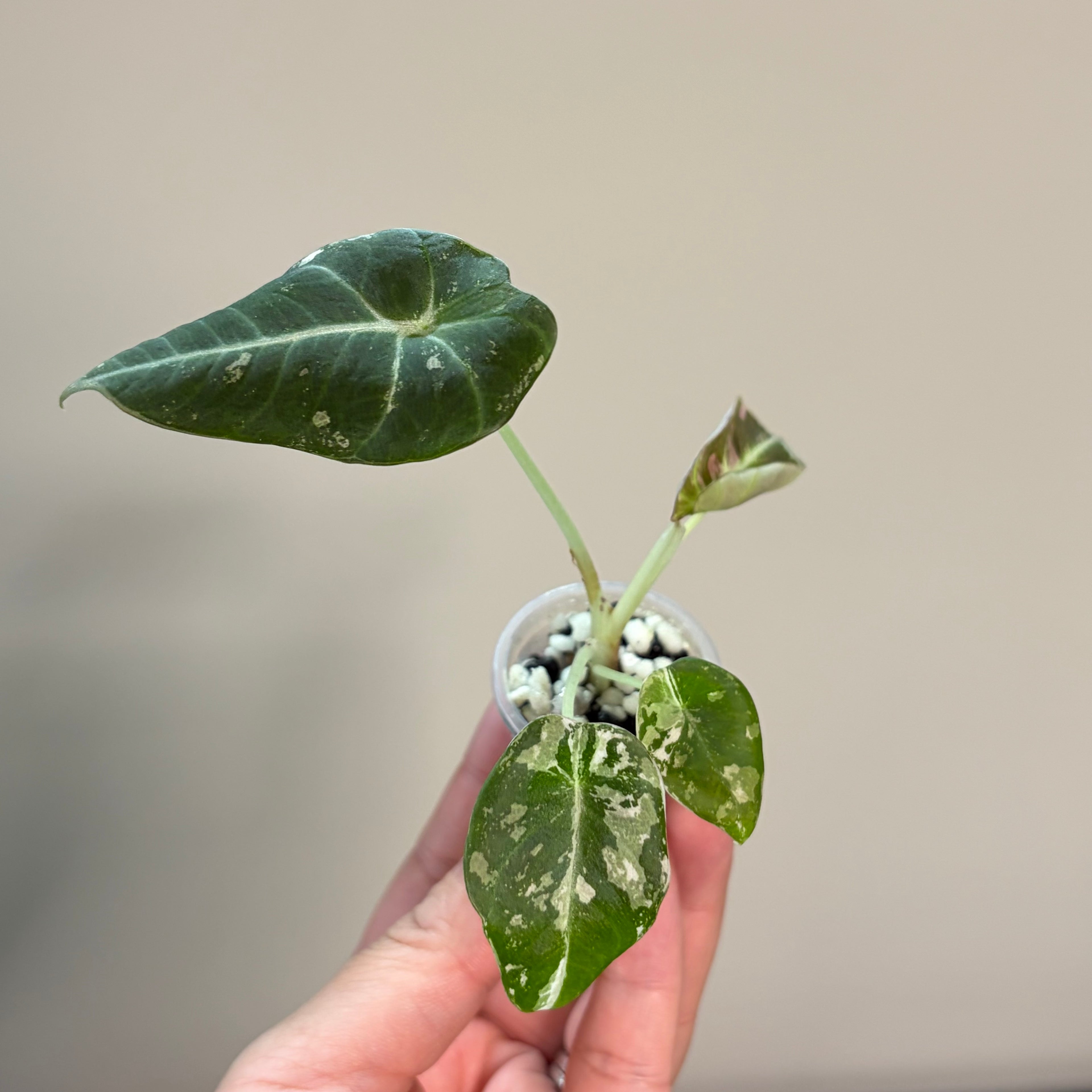 Alocasia Black velvet pink