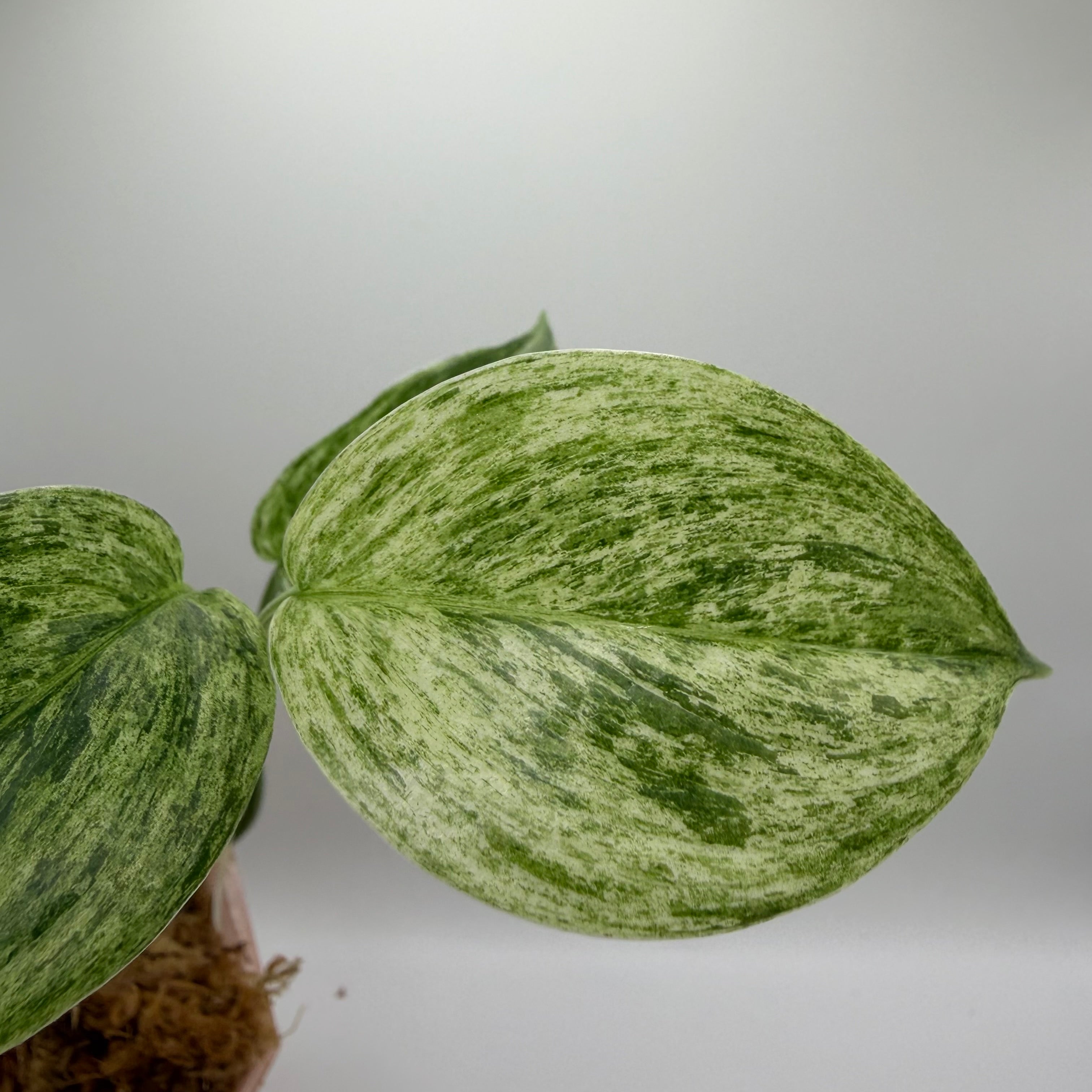 Scindapsus Sp. salaka blue albo