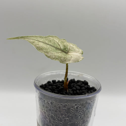 Alocasia Azlanii albo/pink