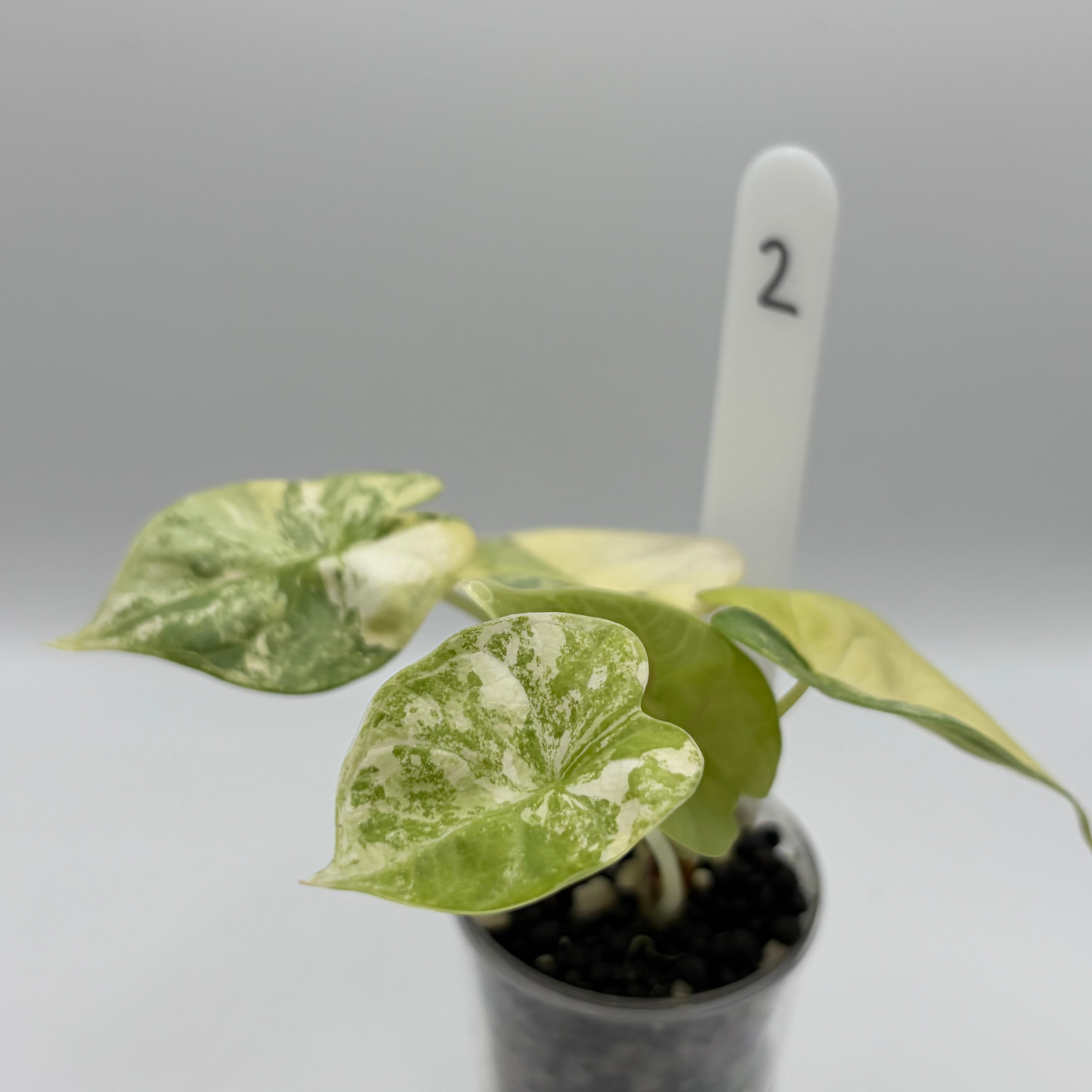 Alocasia Silver dragon aurea