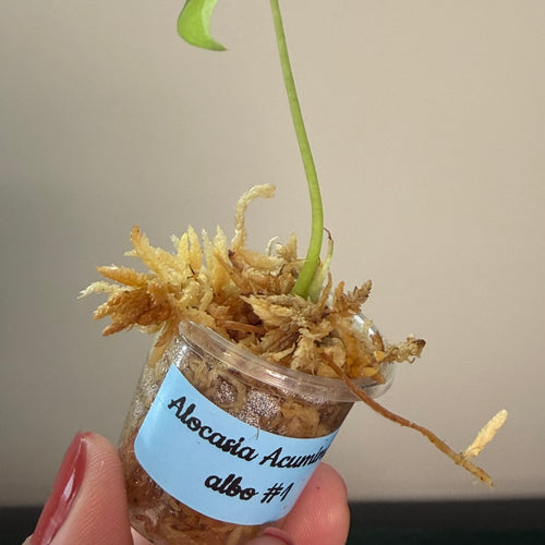 Alocasia Acuminata albo #1