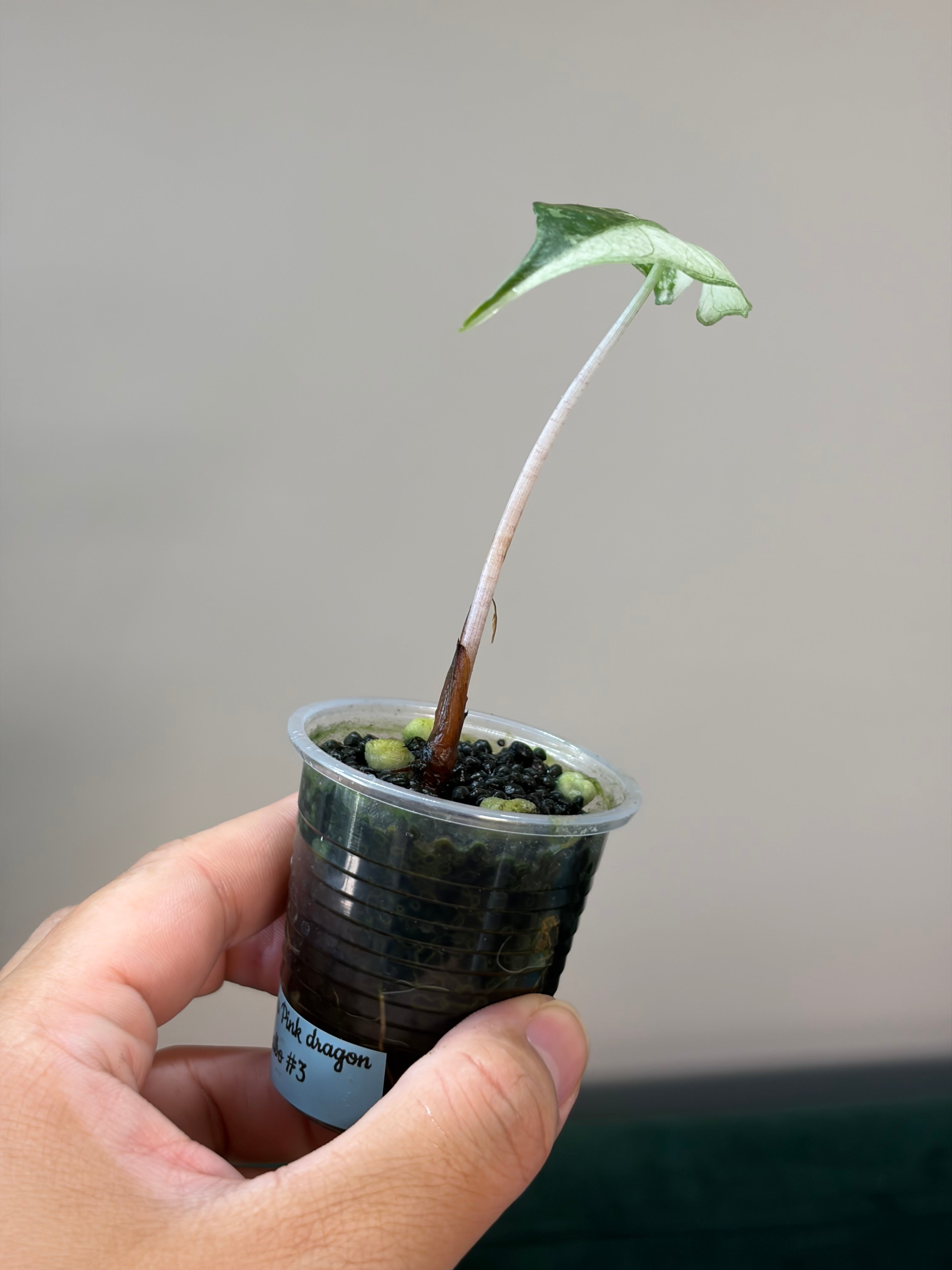 Alocasia Pink dragon albo #2