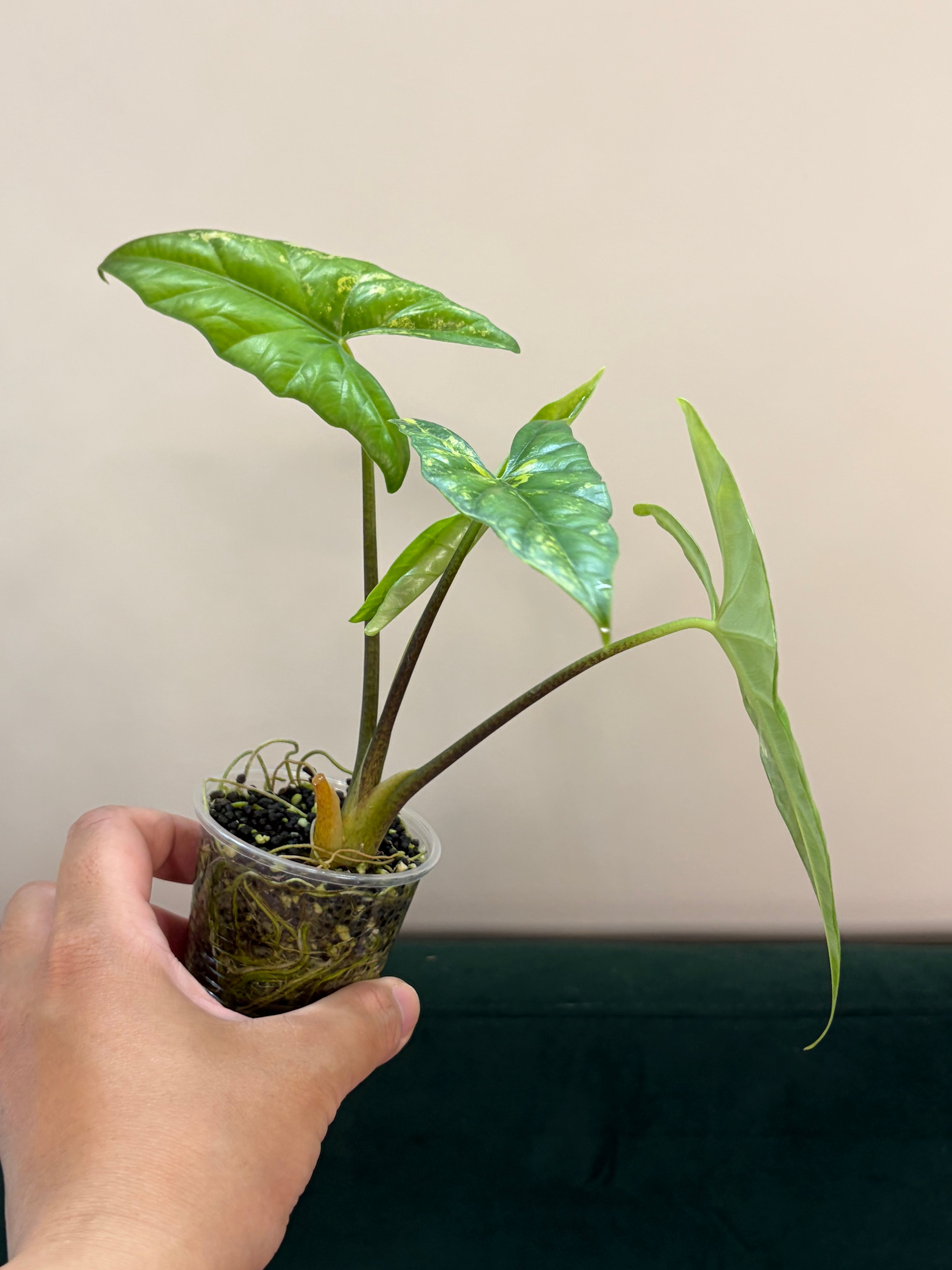 Alocasia Simpo aurea #1