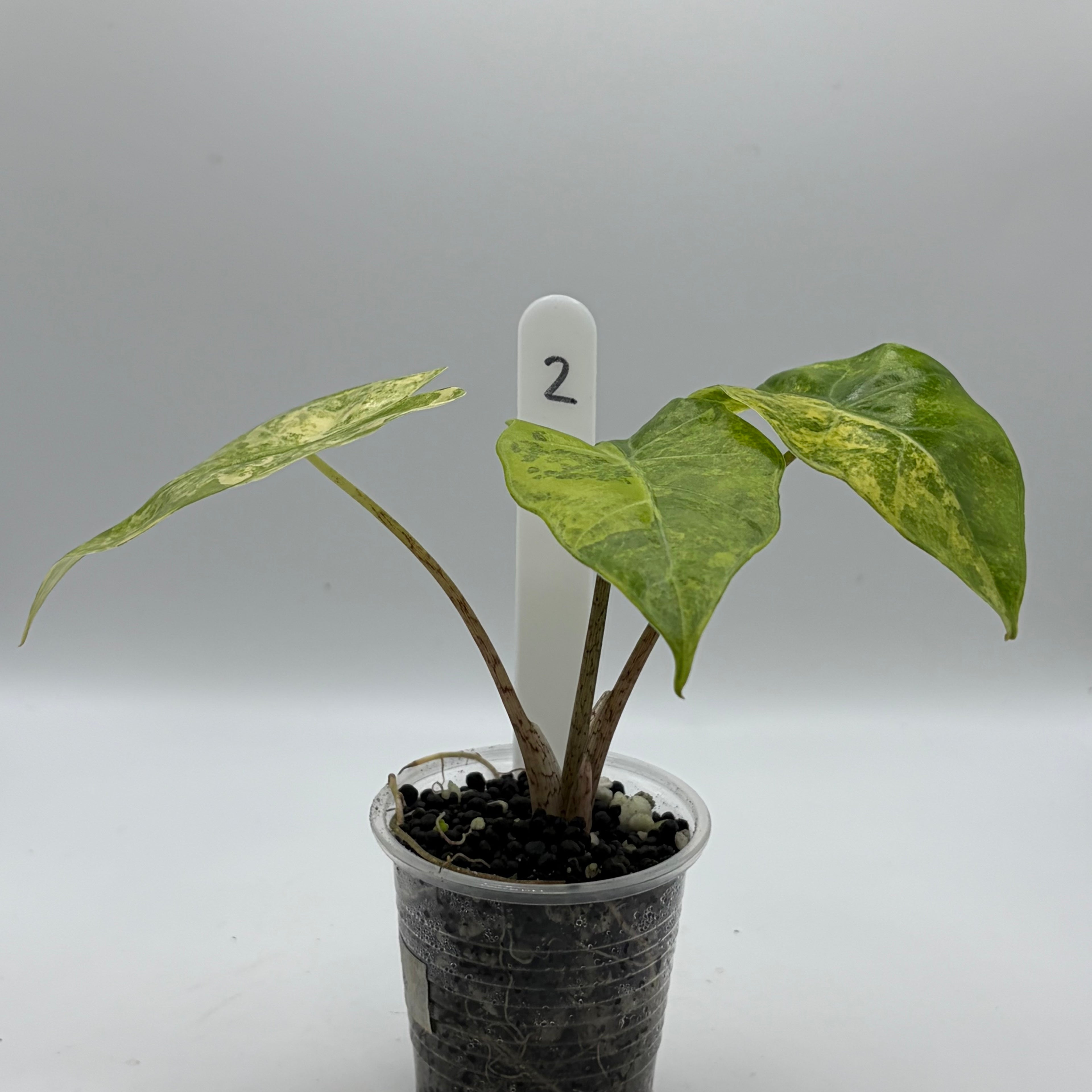 Alocasia Portora aurea #2