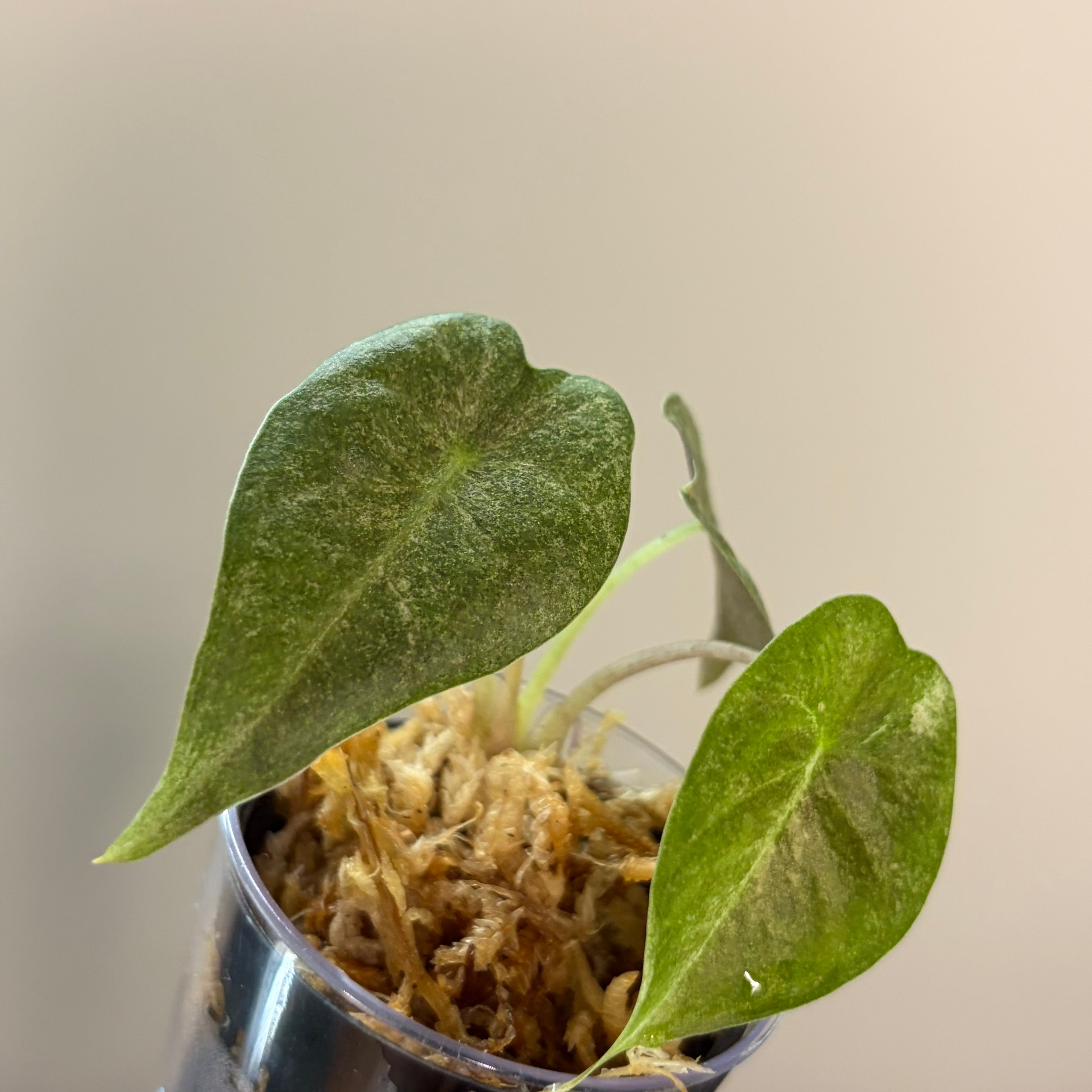 Alocasia Golden Bone pink splash #1