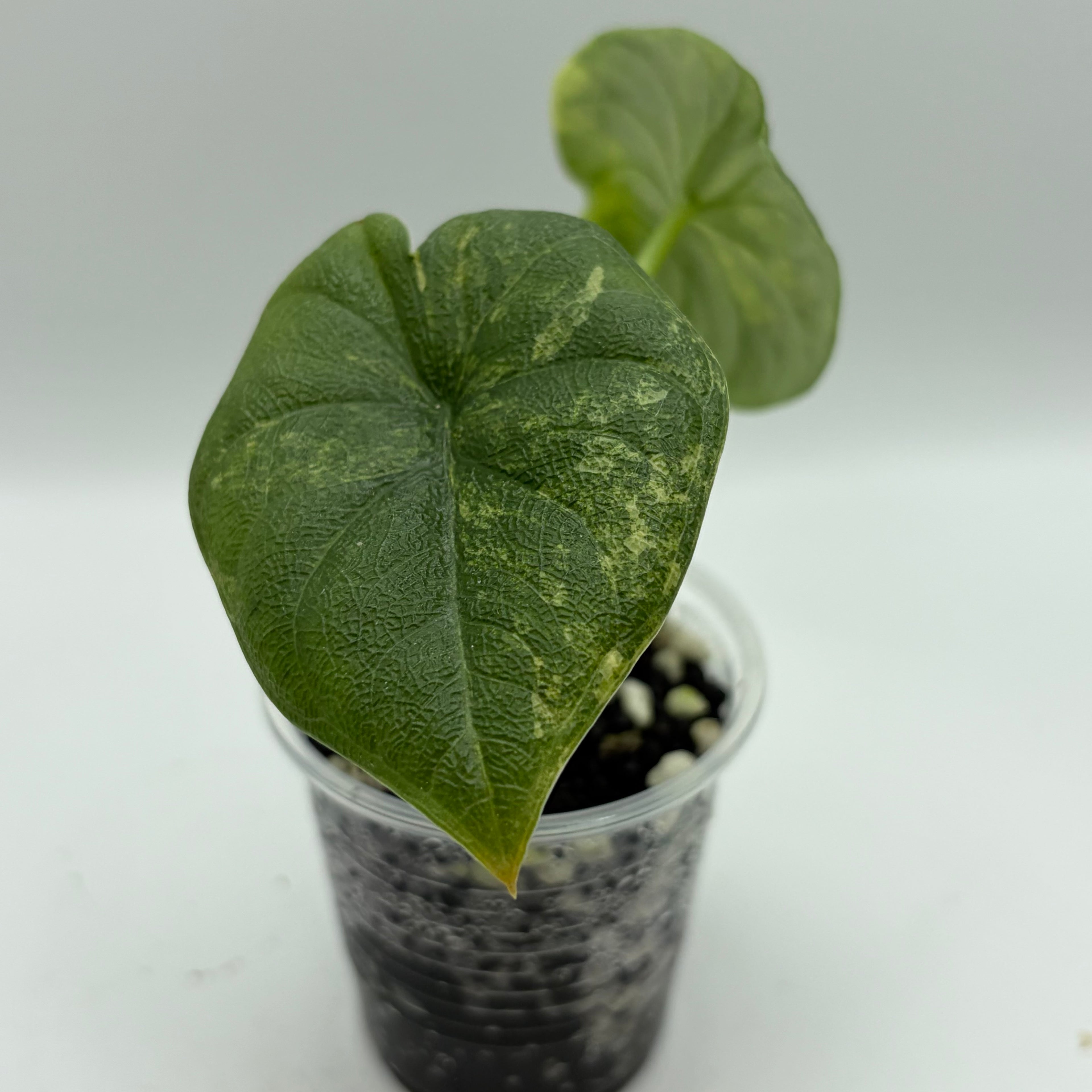 Alocasia Melo golden  #3