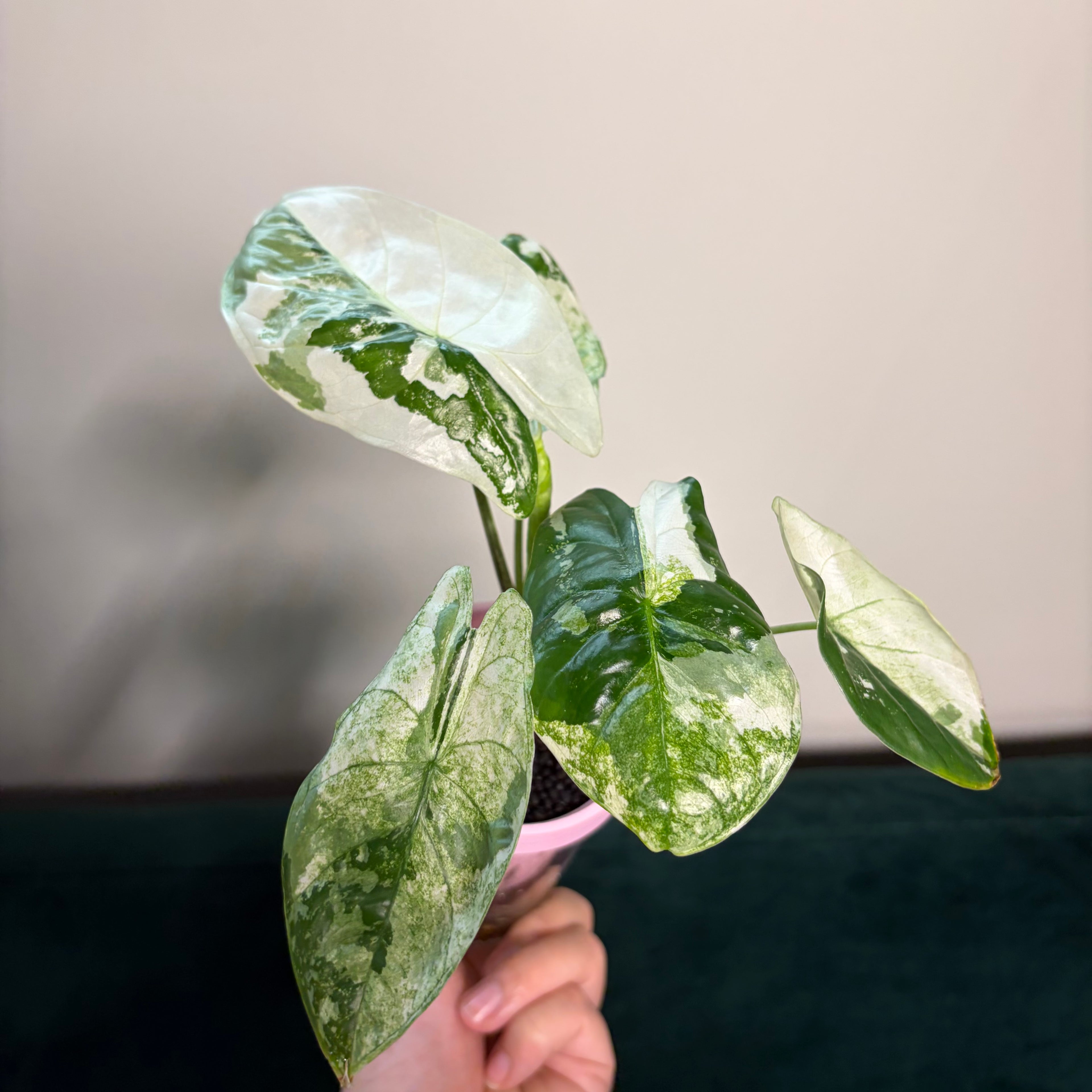 Alocasia Fornicata mint (corm)