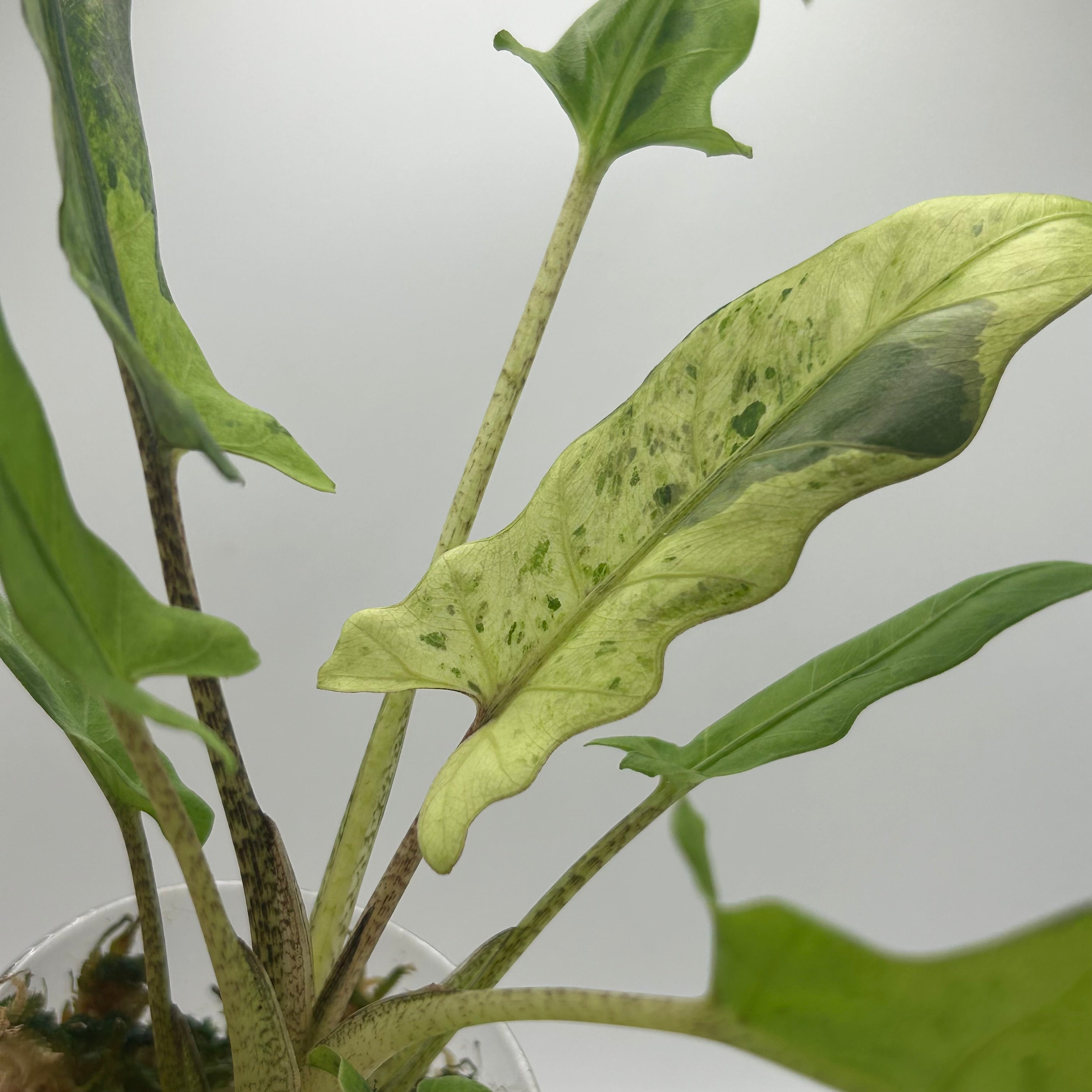 Alocasia Lauterbachiana mint