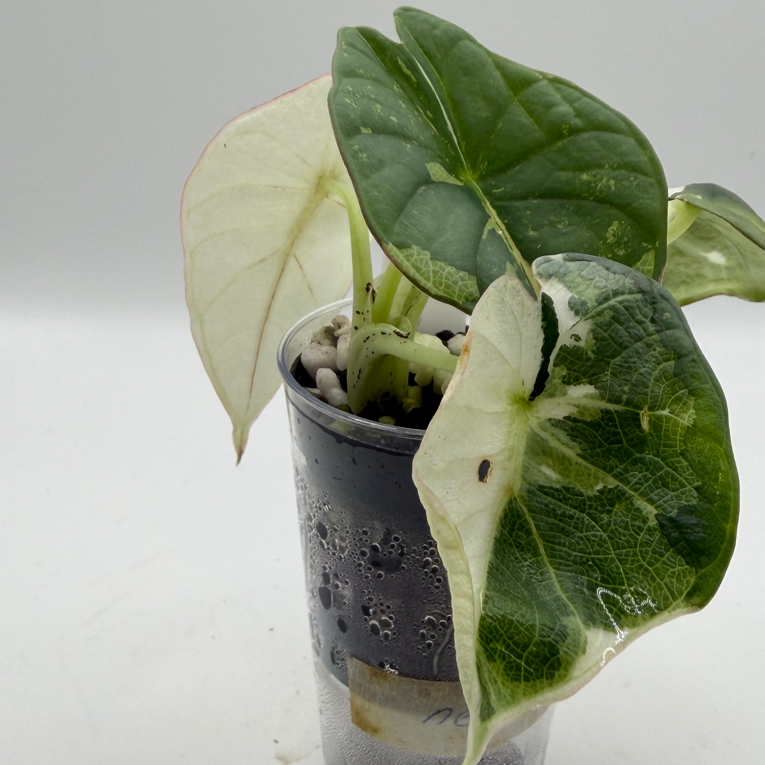 Alocasia Nebula albo/pink #3