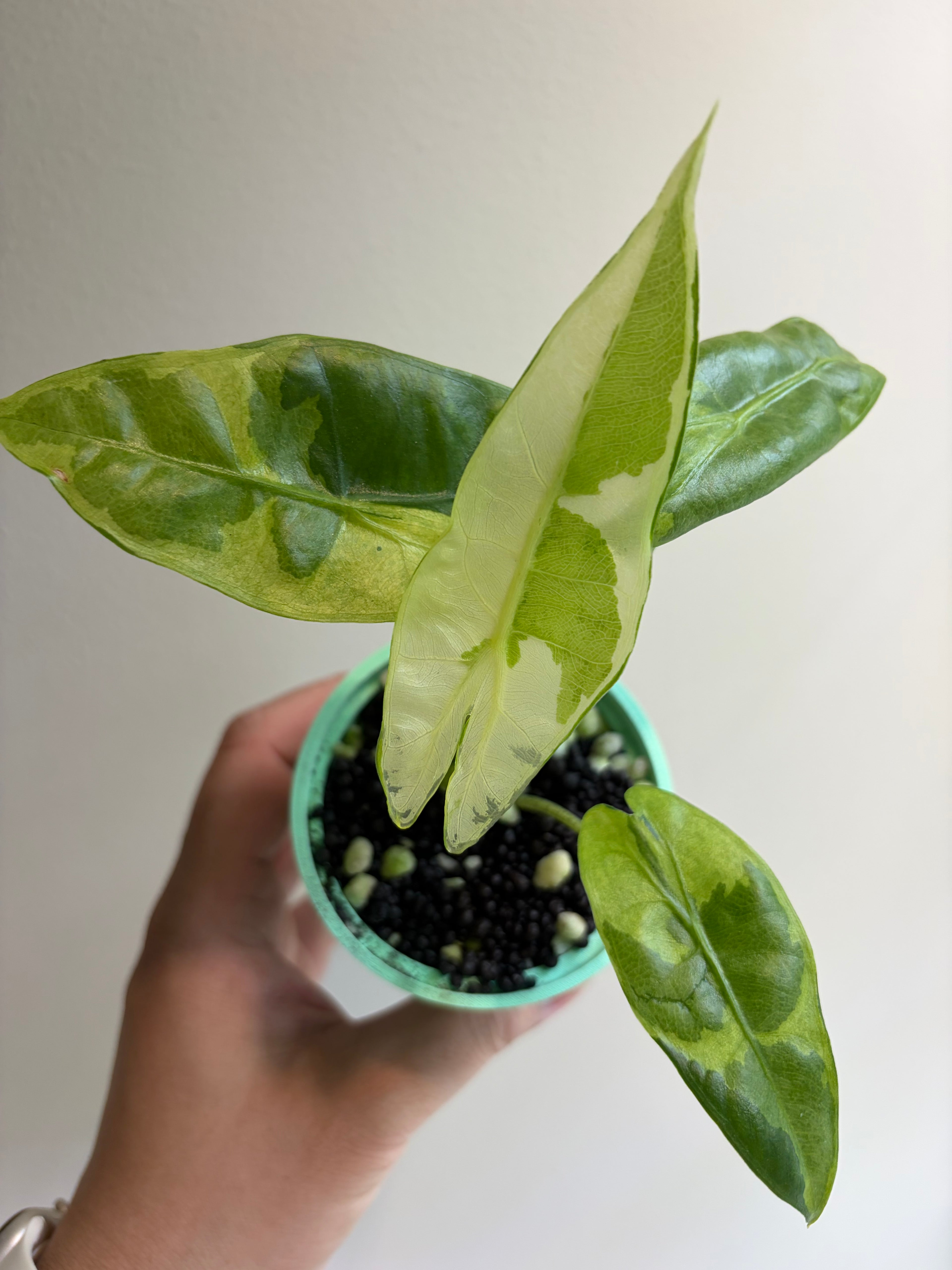 Alocasia Longiloba lava #2