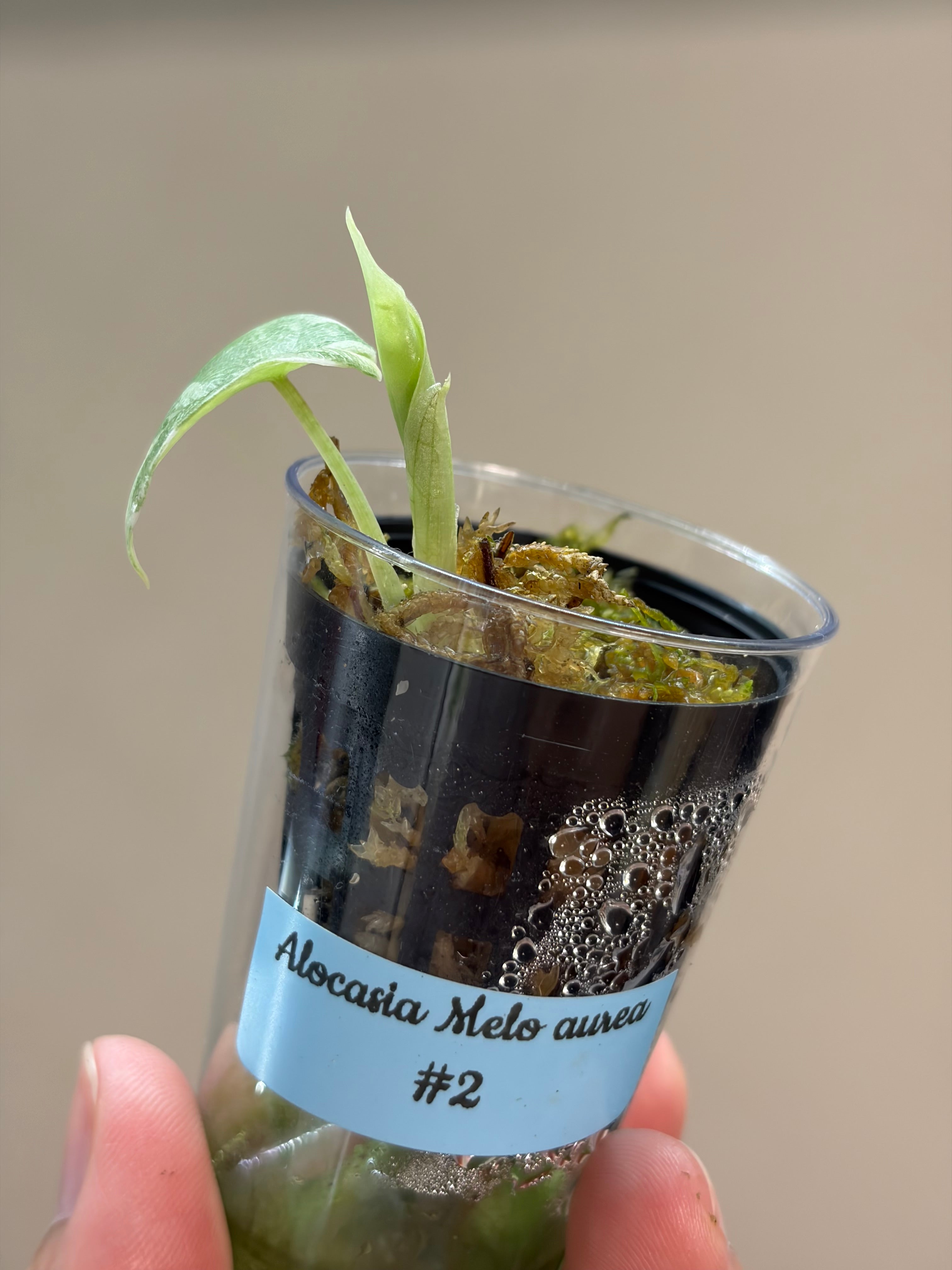 Alocasia Melo aurea #2