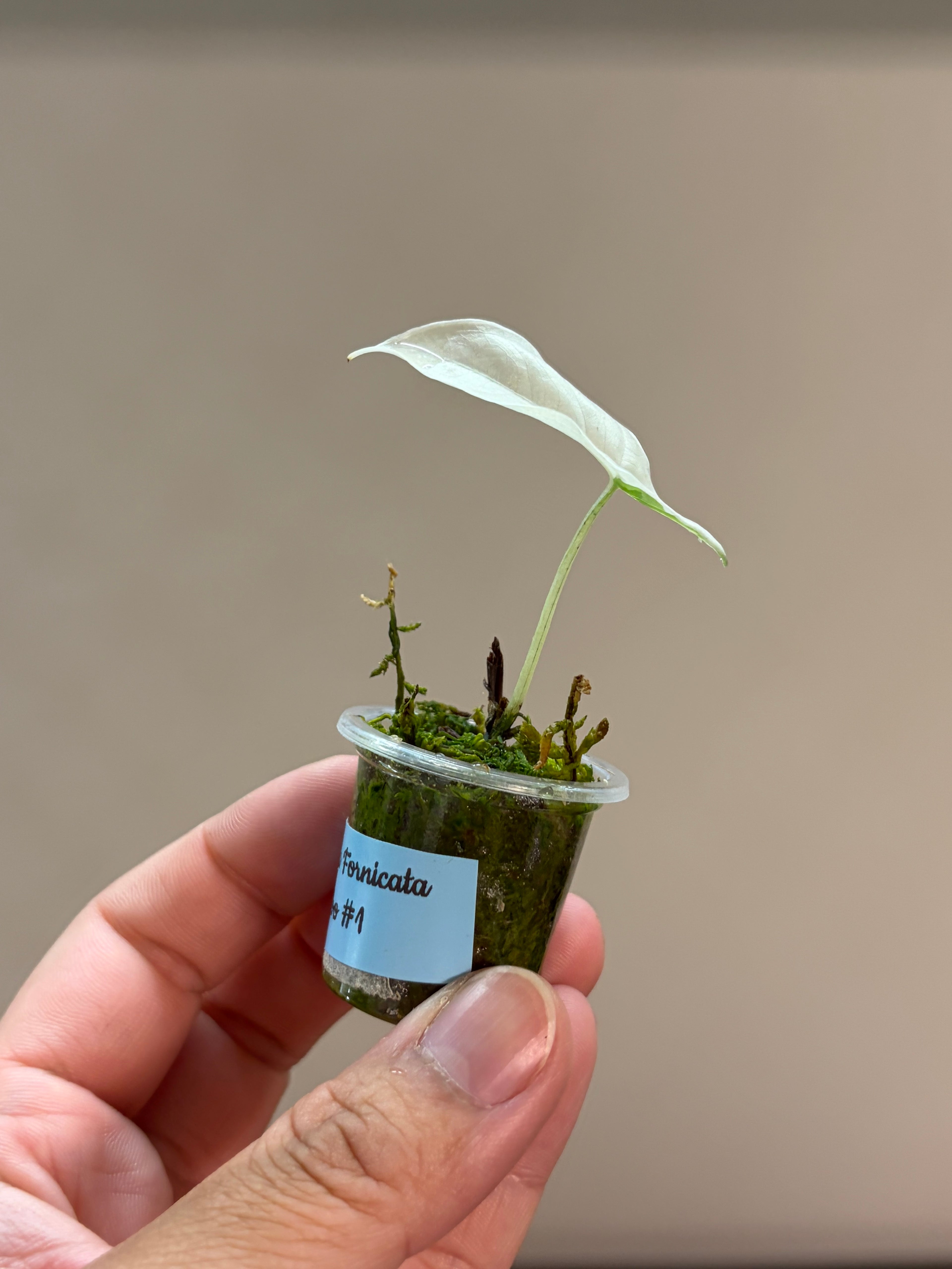 Alocasia Fornicata albo #1