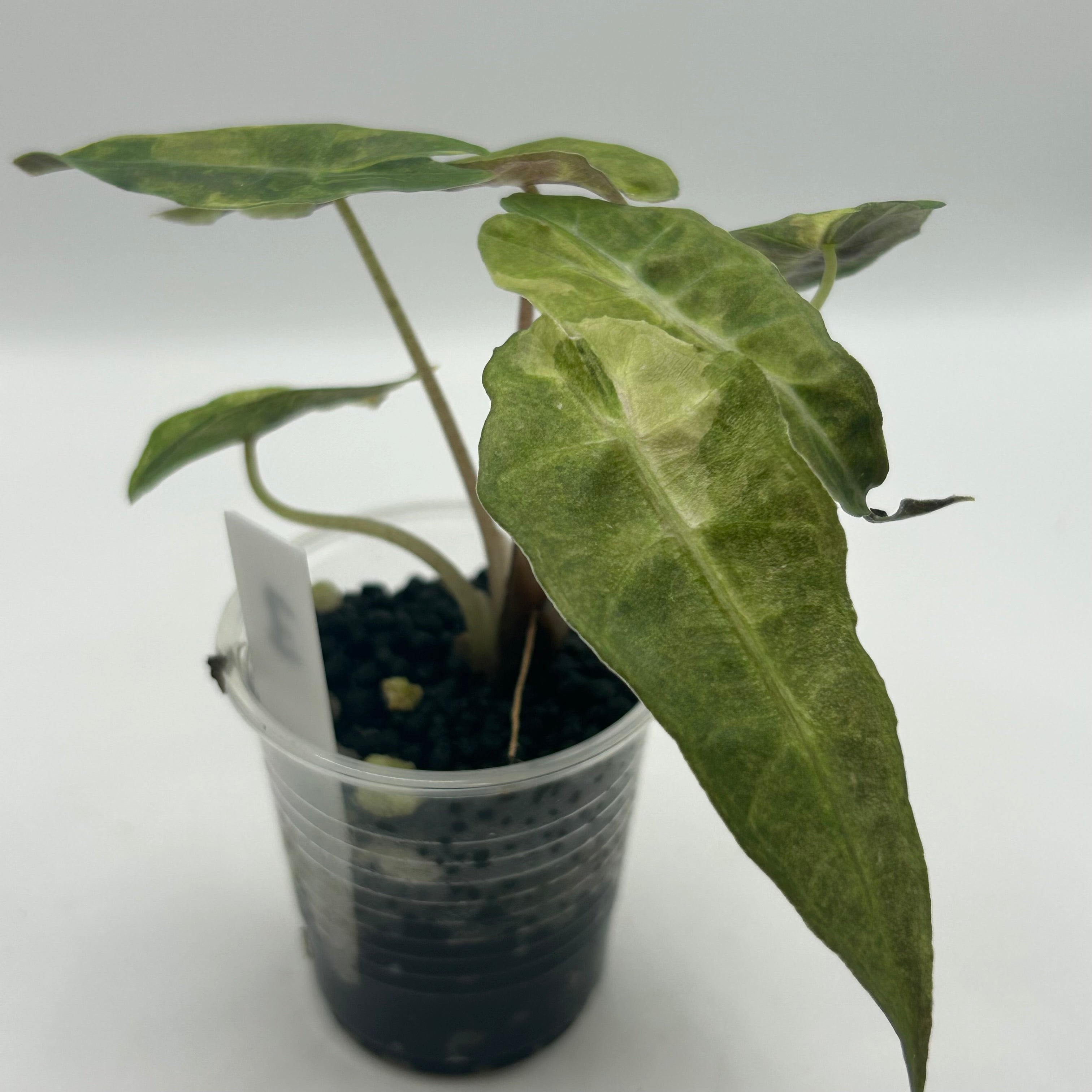 Alocasia Polly aurea splash