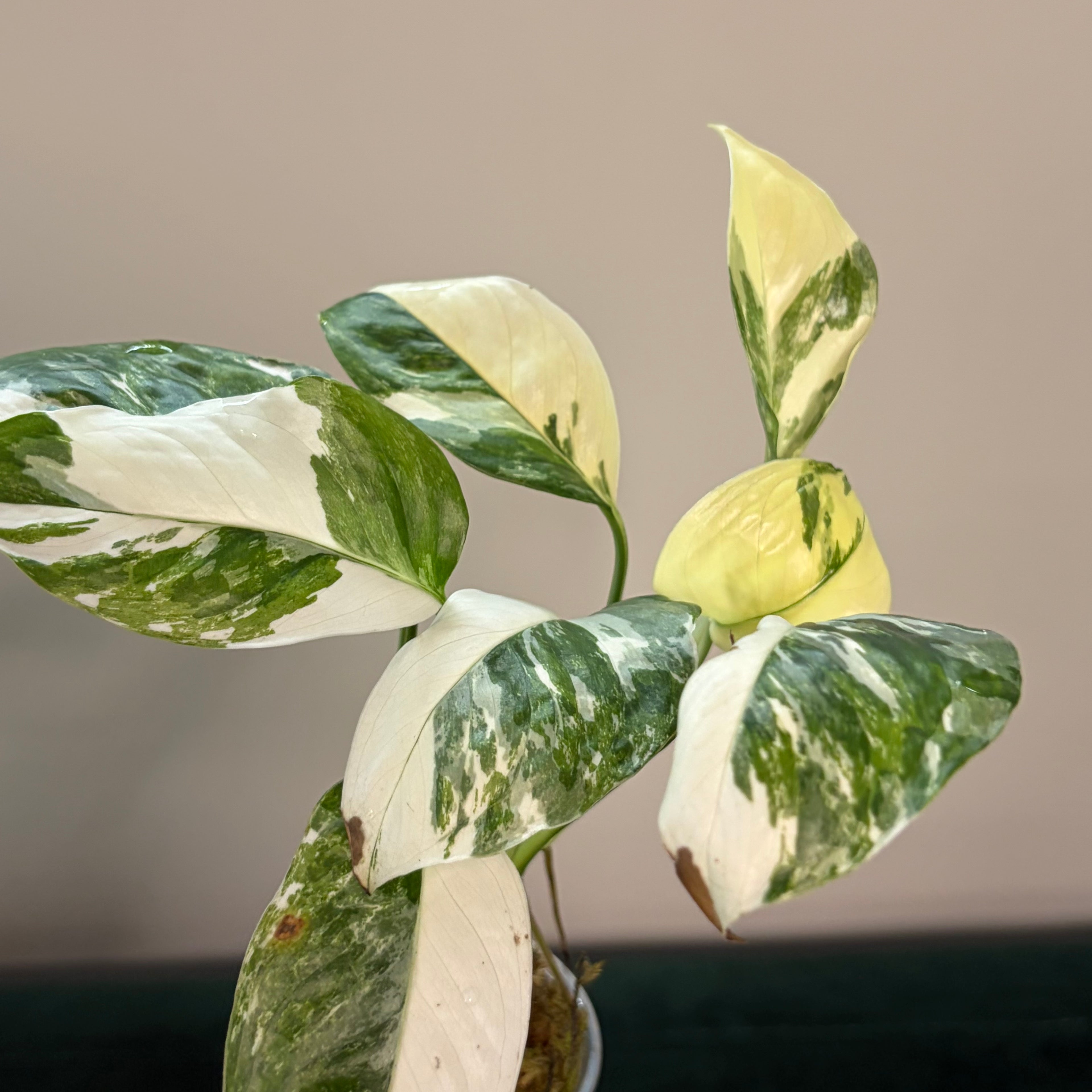 Monstera Lechleriana albo #1
