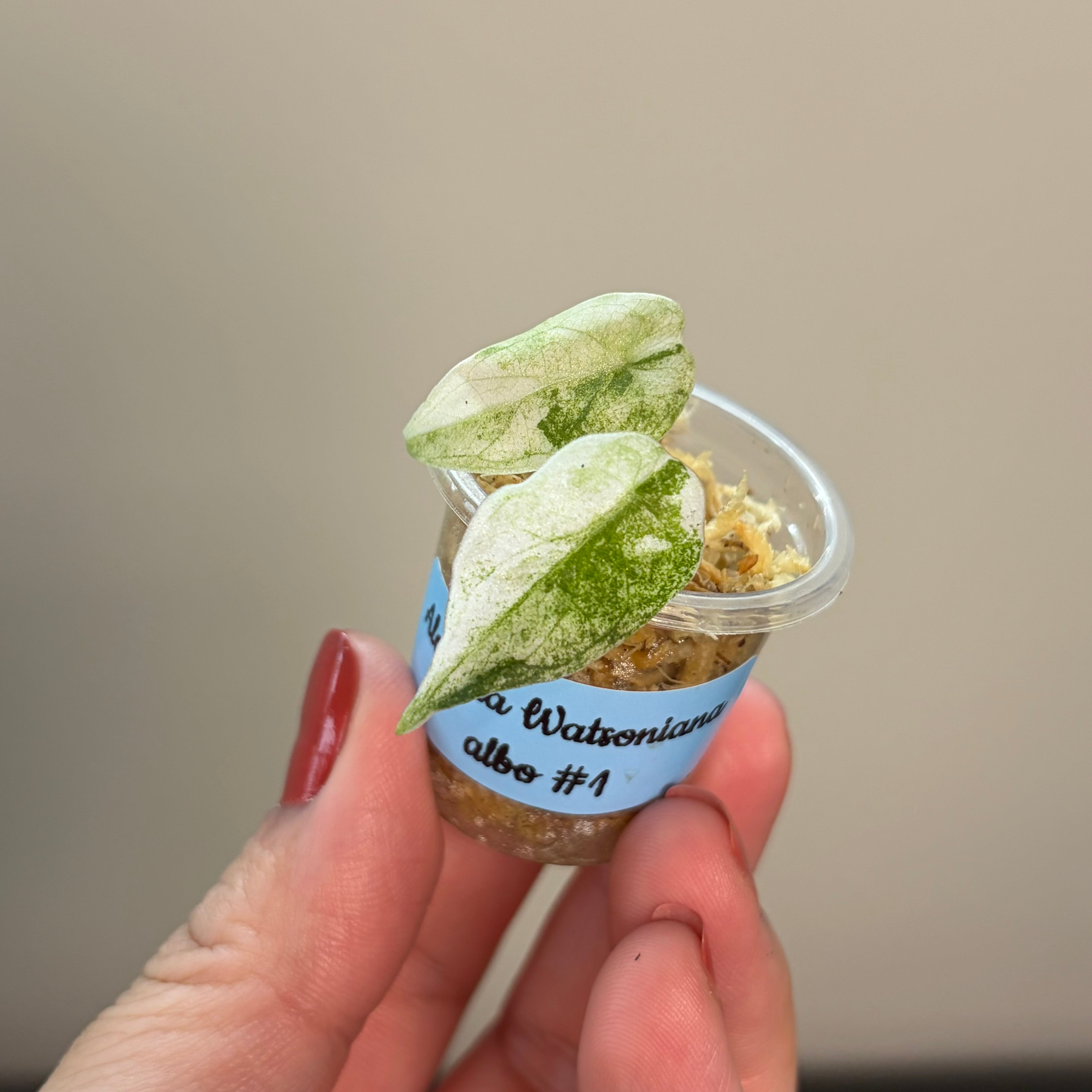 Alocasia Watsoniana albo #1