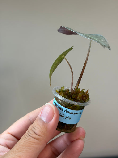 Alocasia Amazonica pink #4