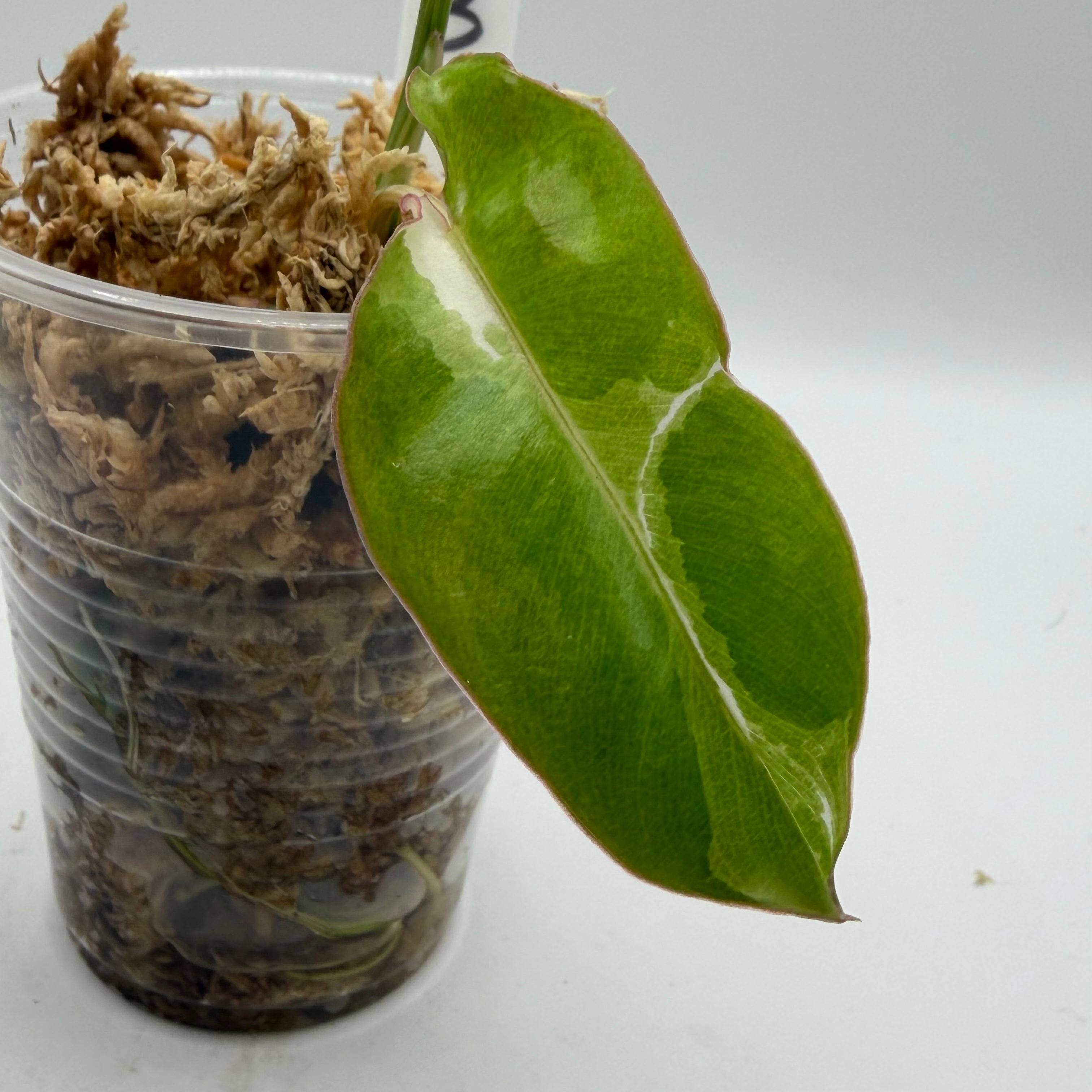 Philodendron Paraiso Verde albo #3