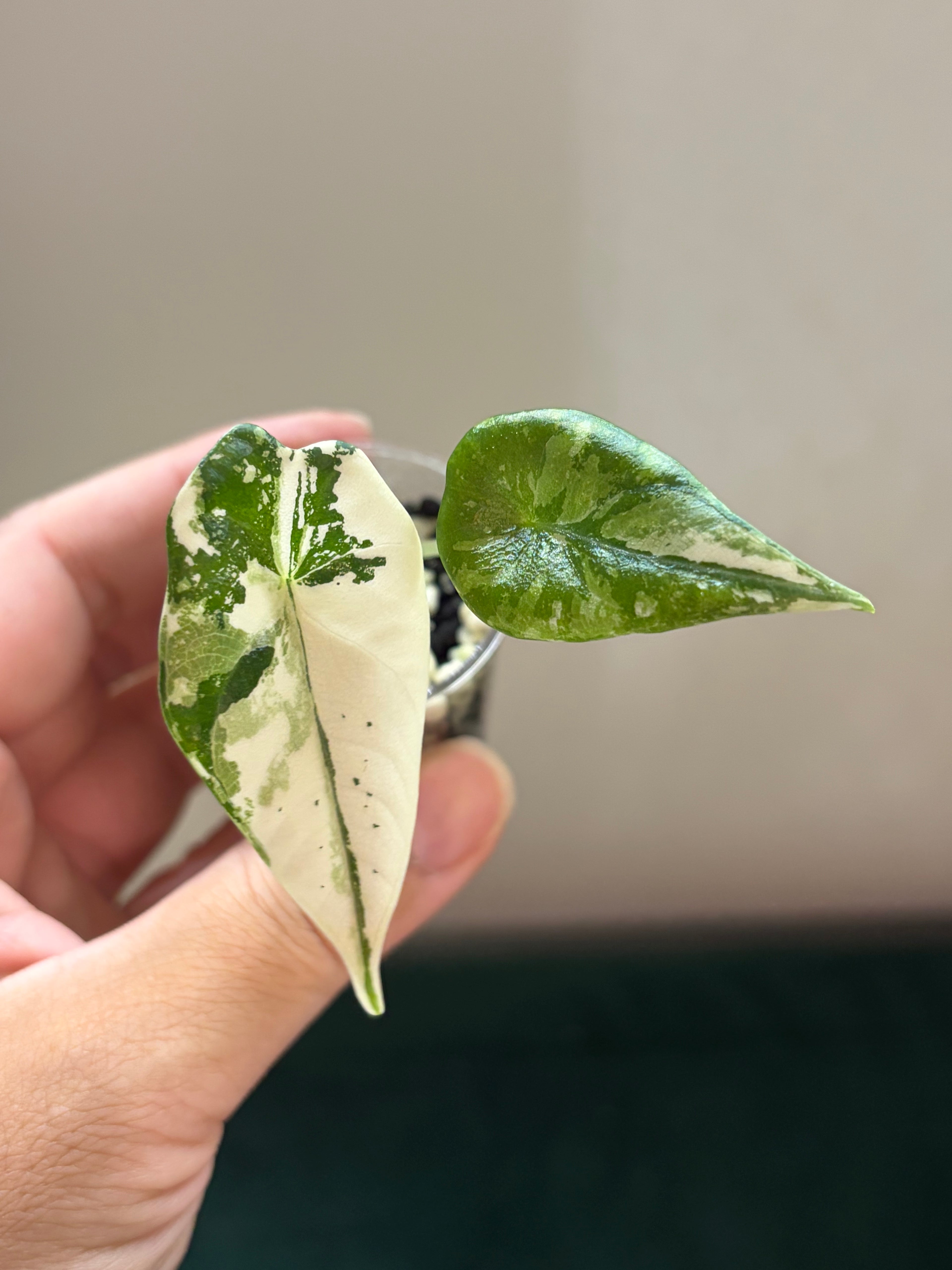 Alocasia Maharani albo