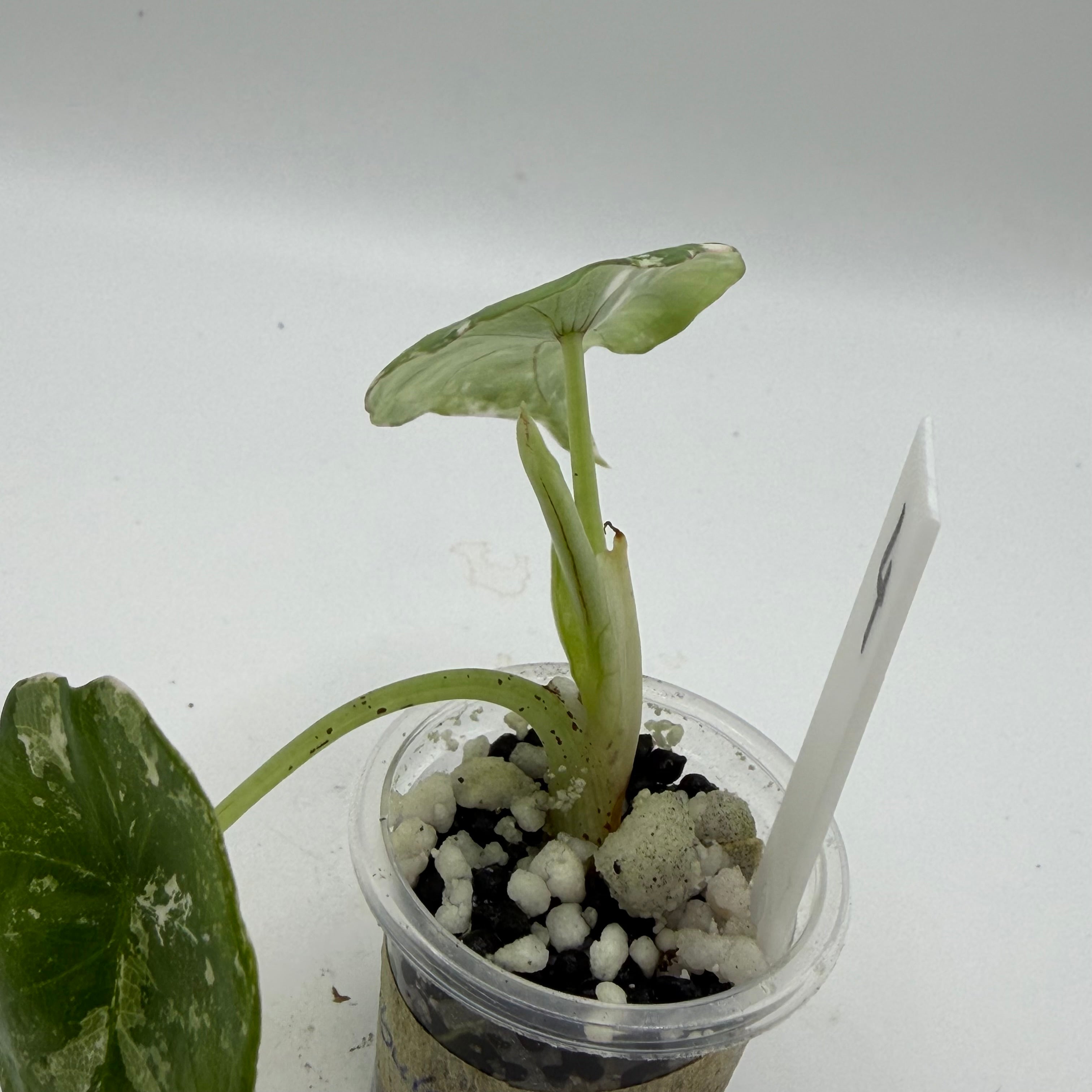 Alocasia Nebula albo/pink #4